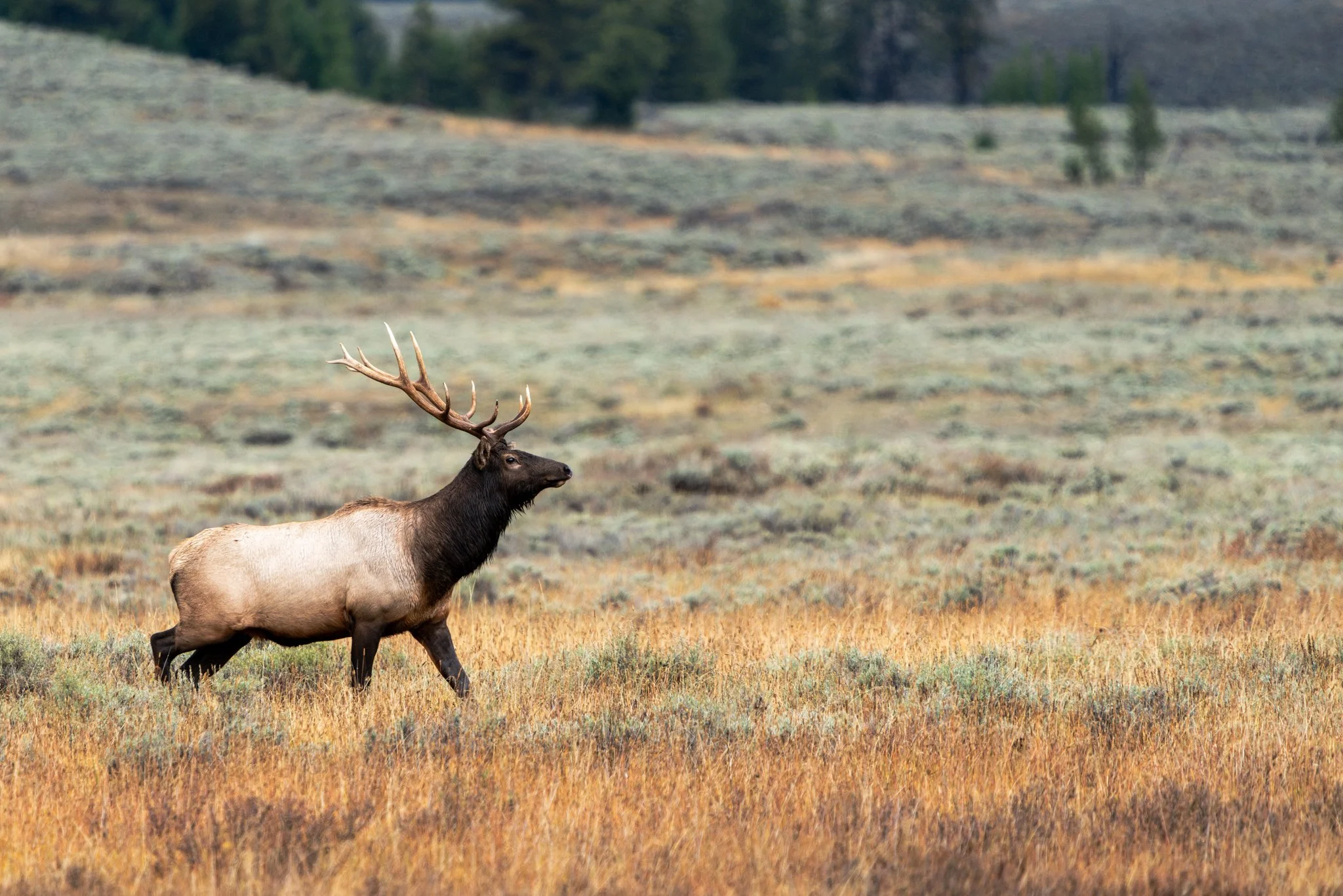 Male elk with large antlers walking through golden grass in Yellowstone National Park during autumn.