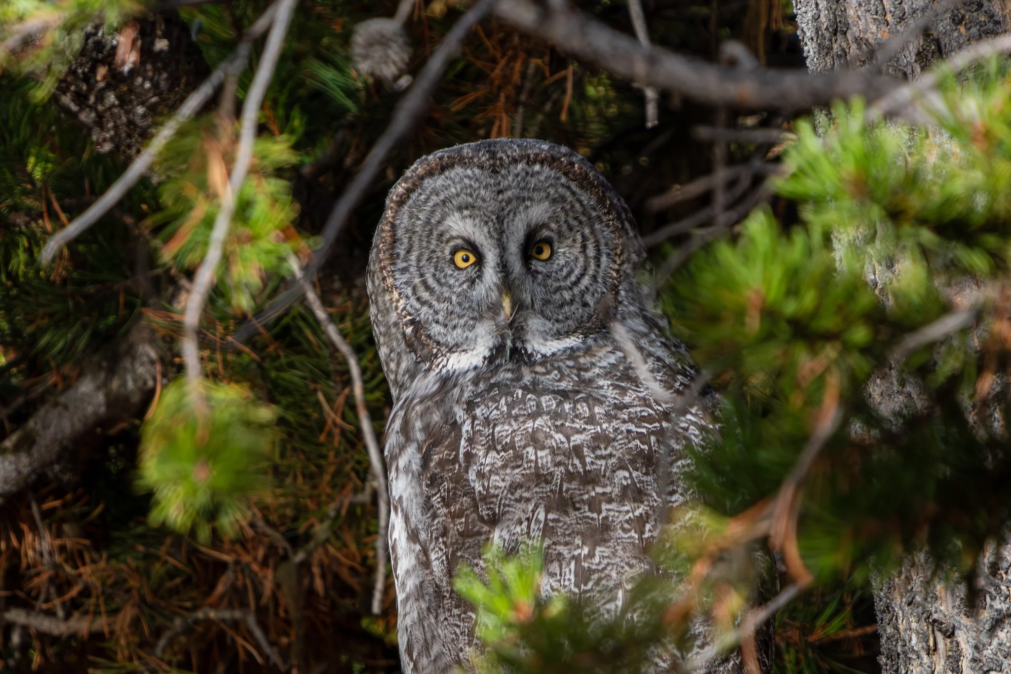A great grey owl perched in the forest near Lake Yellowstone.