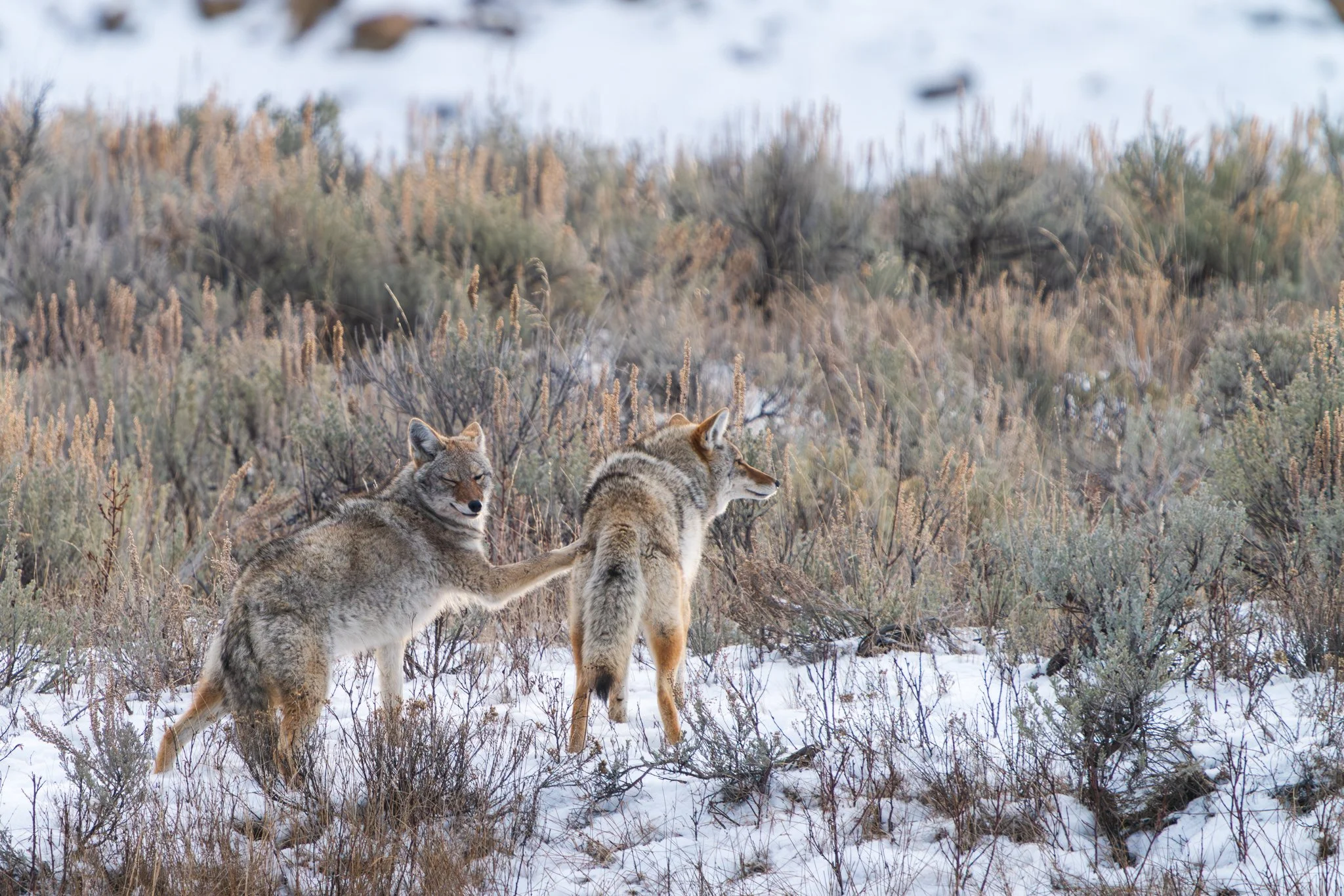Two coyotes interacting playfully in a snow-dusted sagebrush field in Yellowstone National Park during winter.