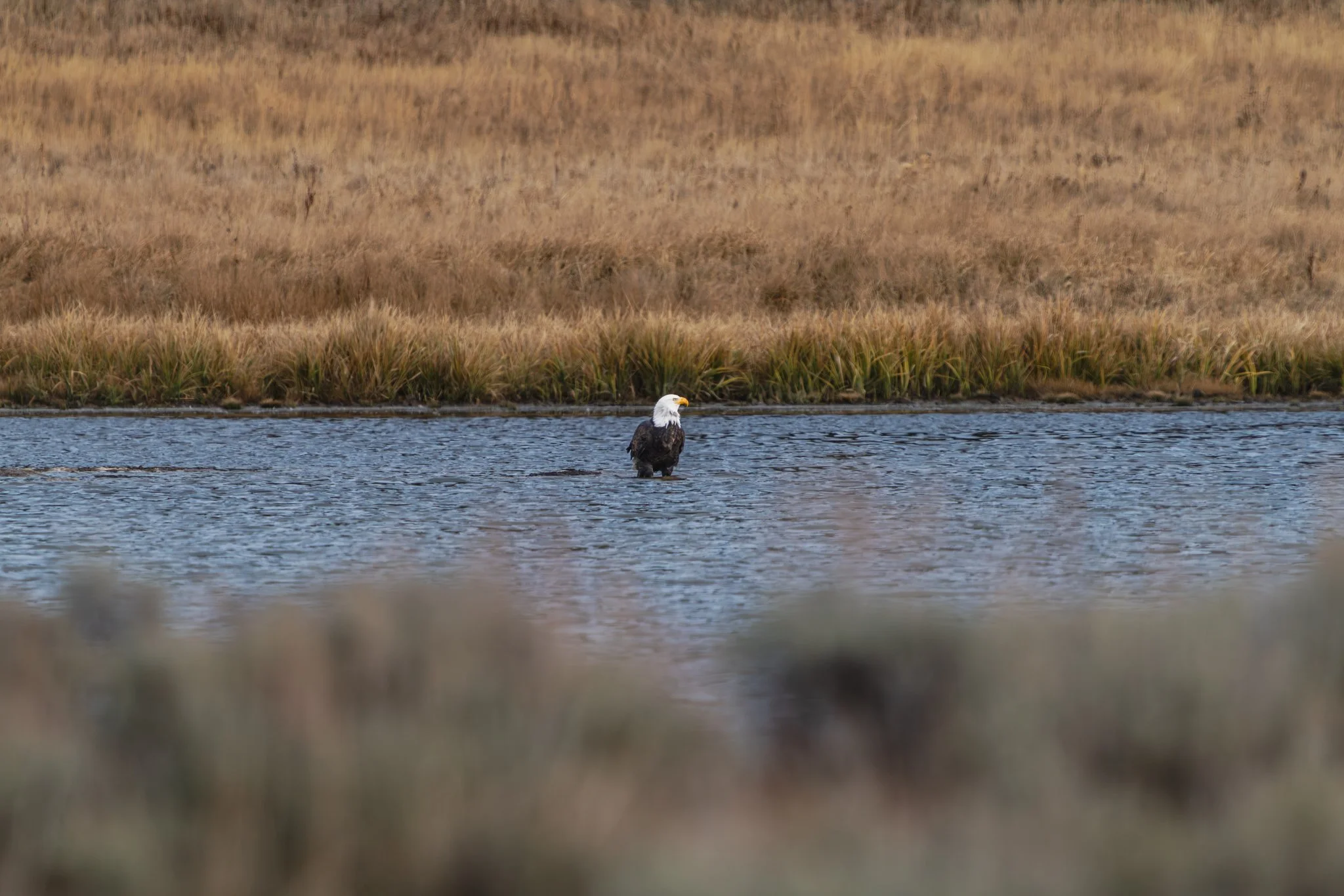 Bald eagle standing in shallow river water hunting for fish in Yellowstone, with grasses along the shoreline