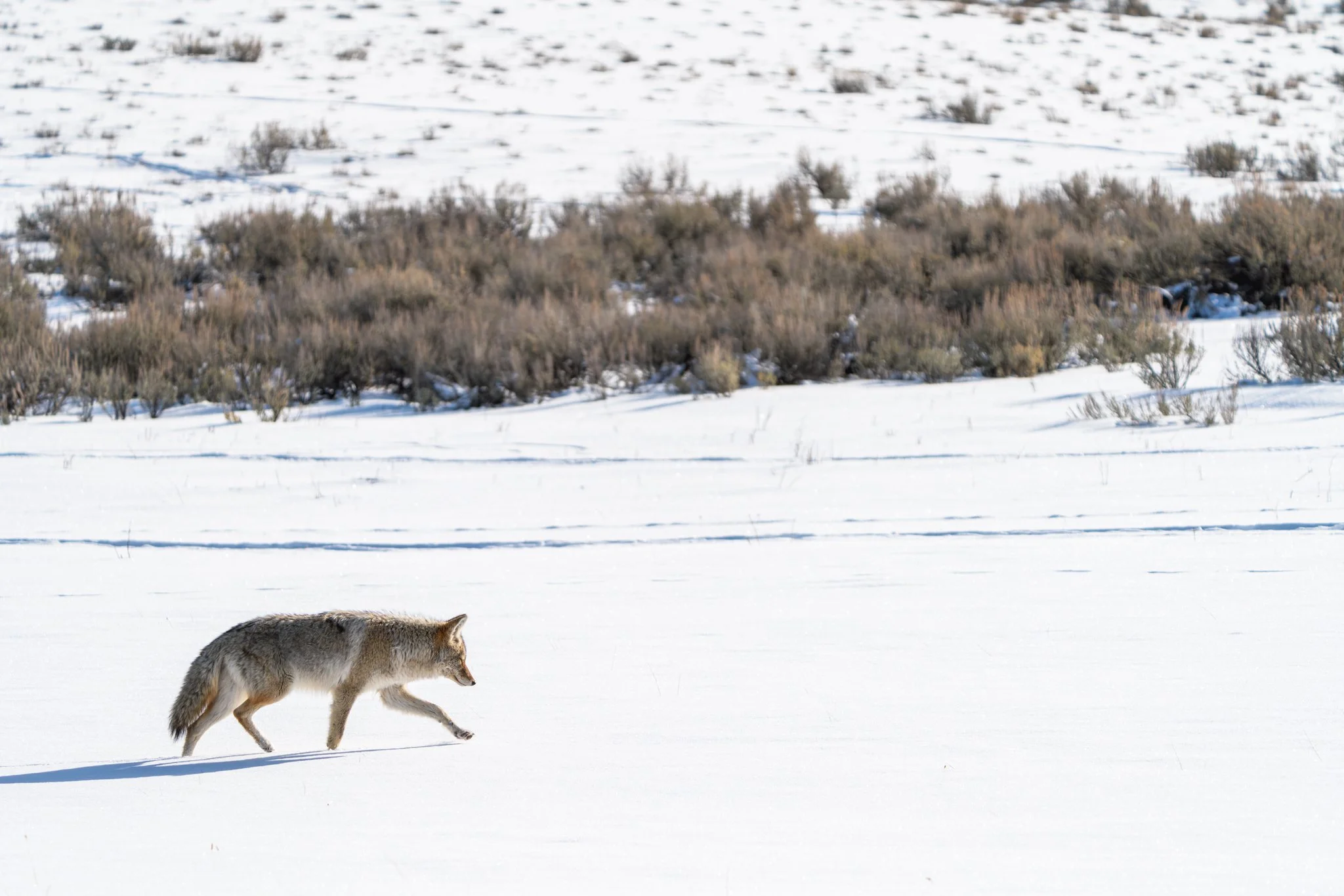 Coyote walking across a snow-covered field under bright winter sun in Yellowstone National Park, with sagebrush in the background.