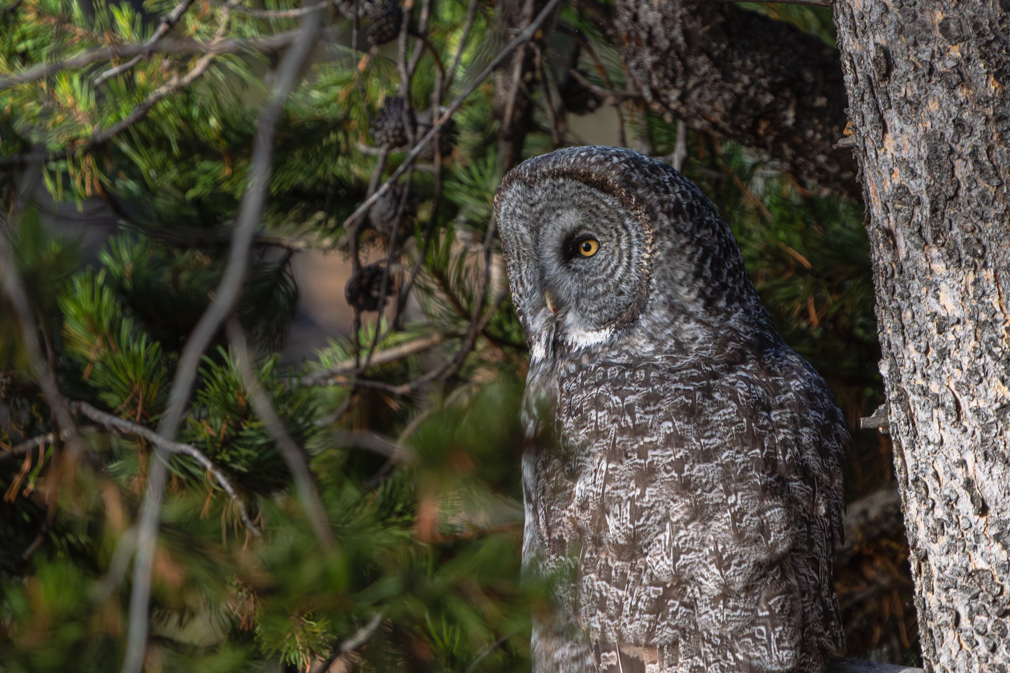 Great gray owl perched beside a pine tree, gazing into the forest with bright yellow eyes, surrounded by evergreen branches in its natural woodland habitat.