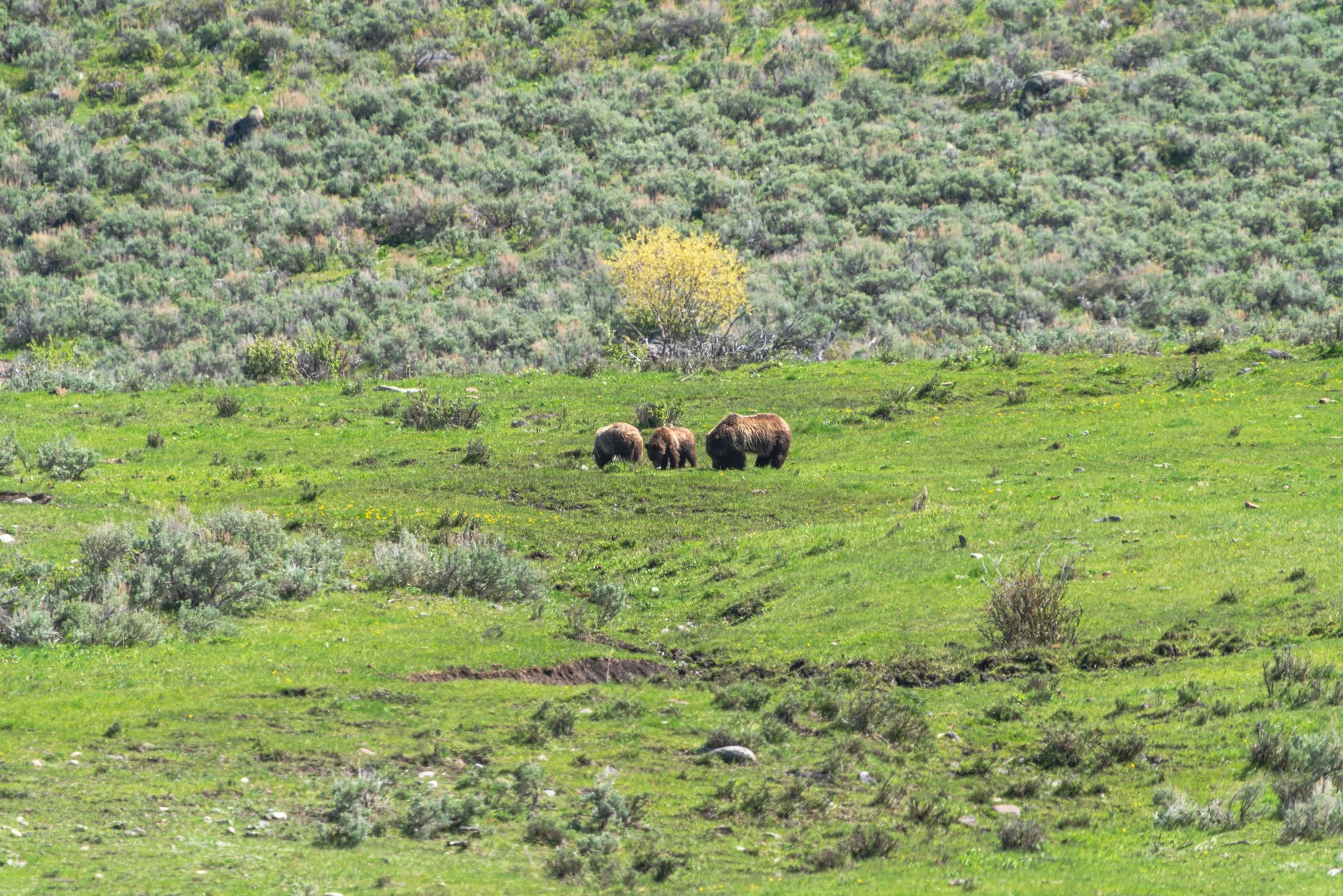 Grizzly bear sow with two cubs grazing in a lush green meadow in Yellowstone National Park, surrounded by sagebrush and spring vegetation.
