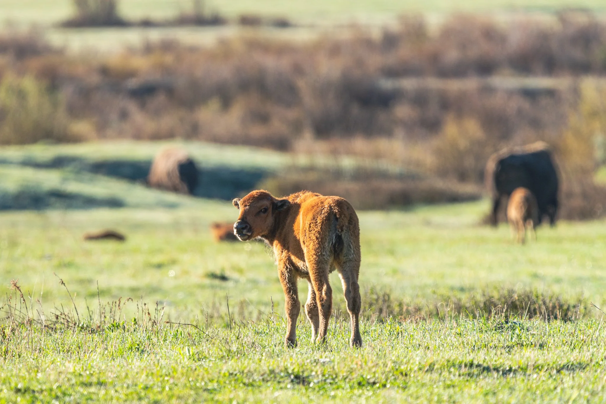 Red dog bison calf standing in a green spring meadow in Yellowstone National Park, looking back toward the camera with adult bison grazing in the background.