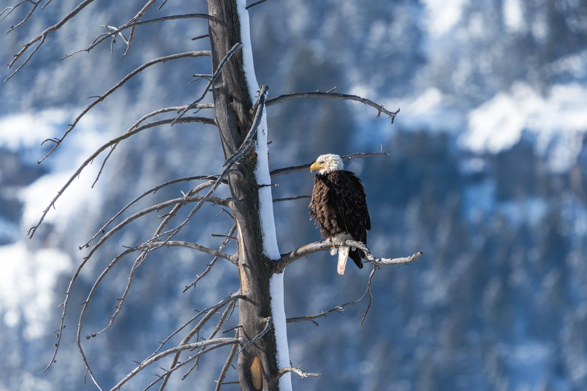 Bald eagle perched on a bare tree against a soft blue mountain background in Yellowstone National Park