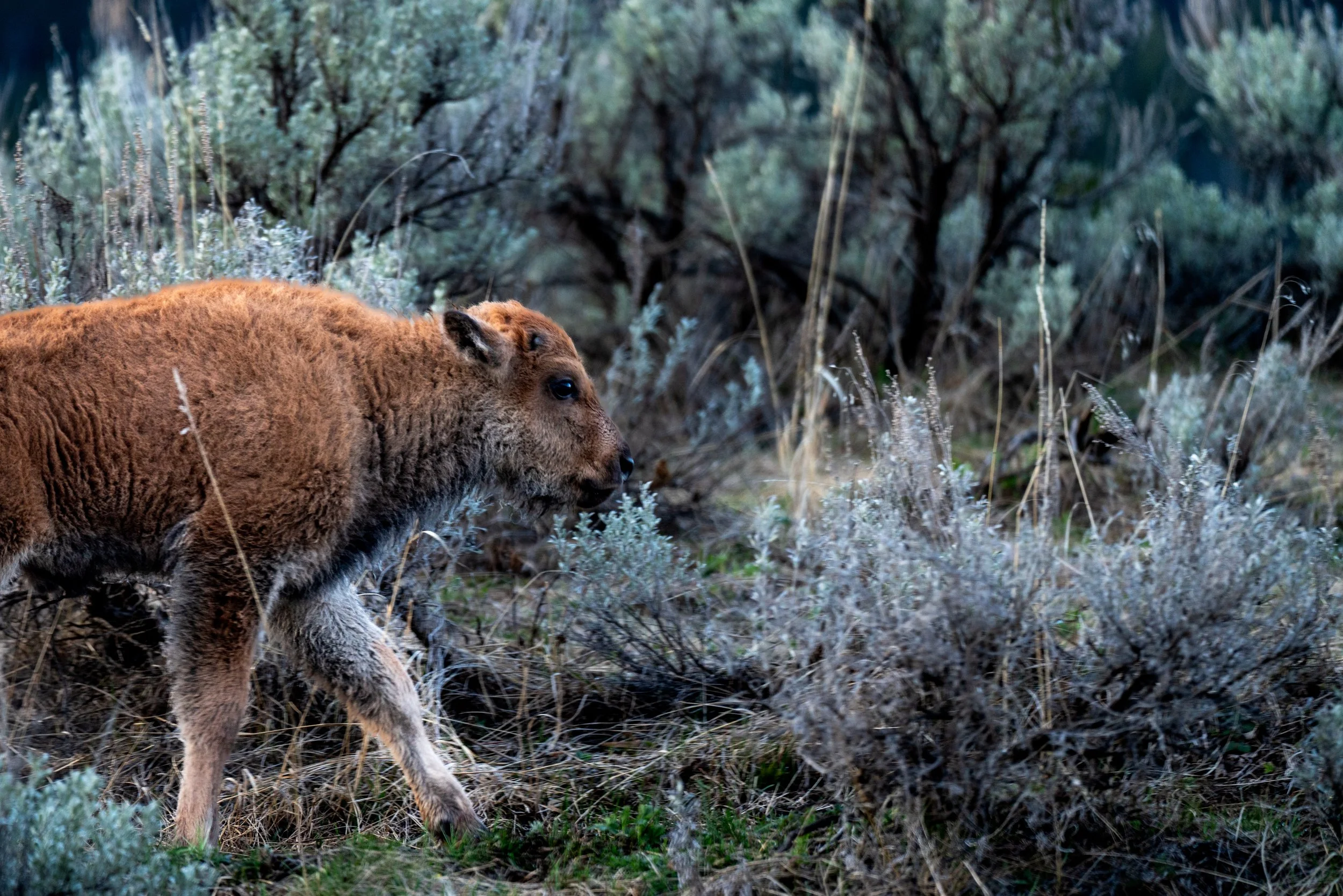 Red Dog 5-12-2024 Full Res.jpg