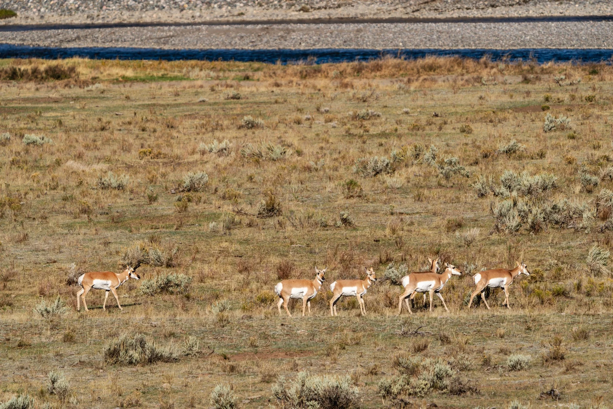 Group of pronghorn antelope walking across the open sagebrush plains of Yellowstone National Park near a riverbank.