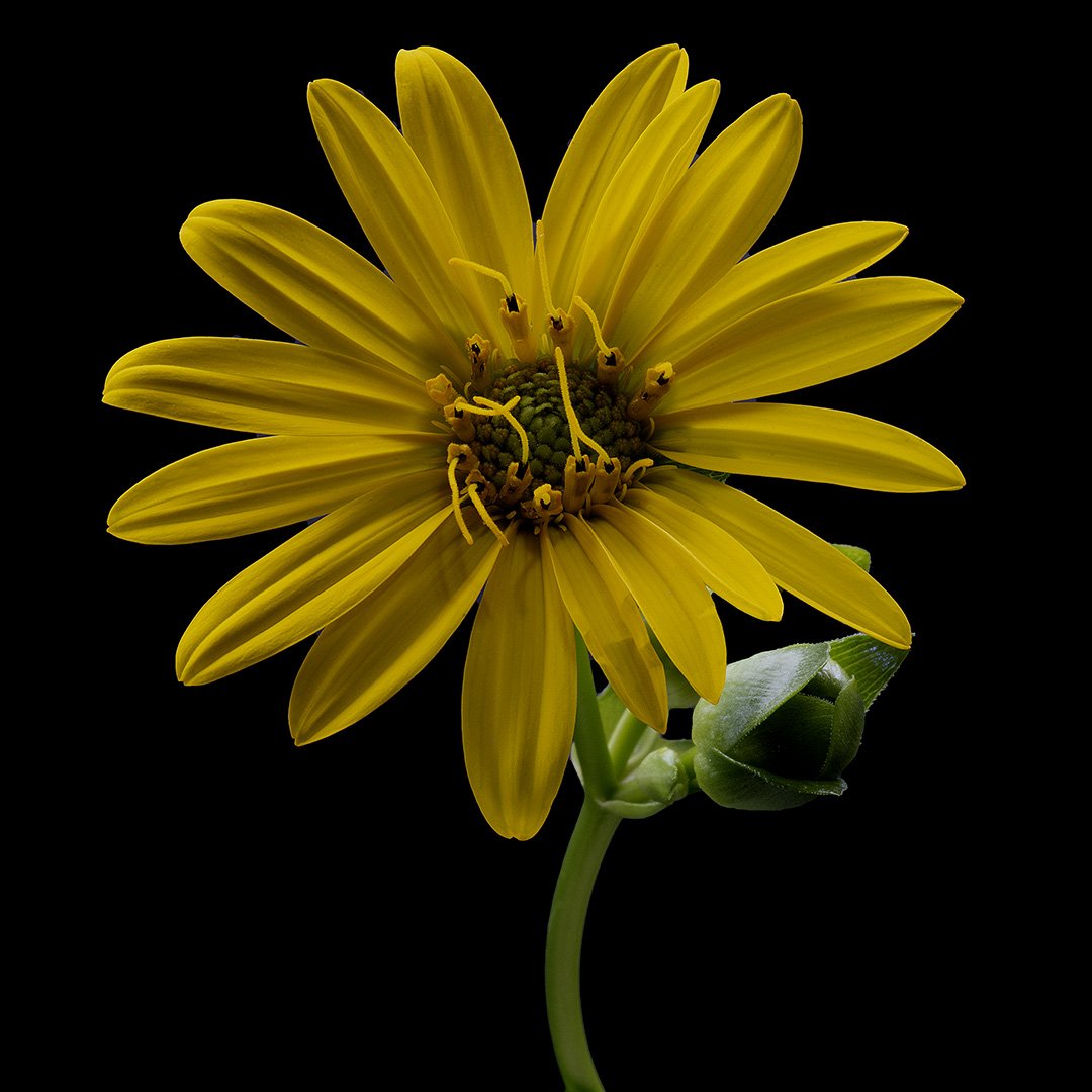 Silphium (2022)