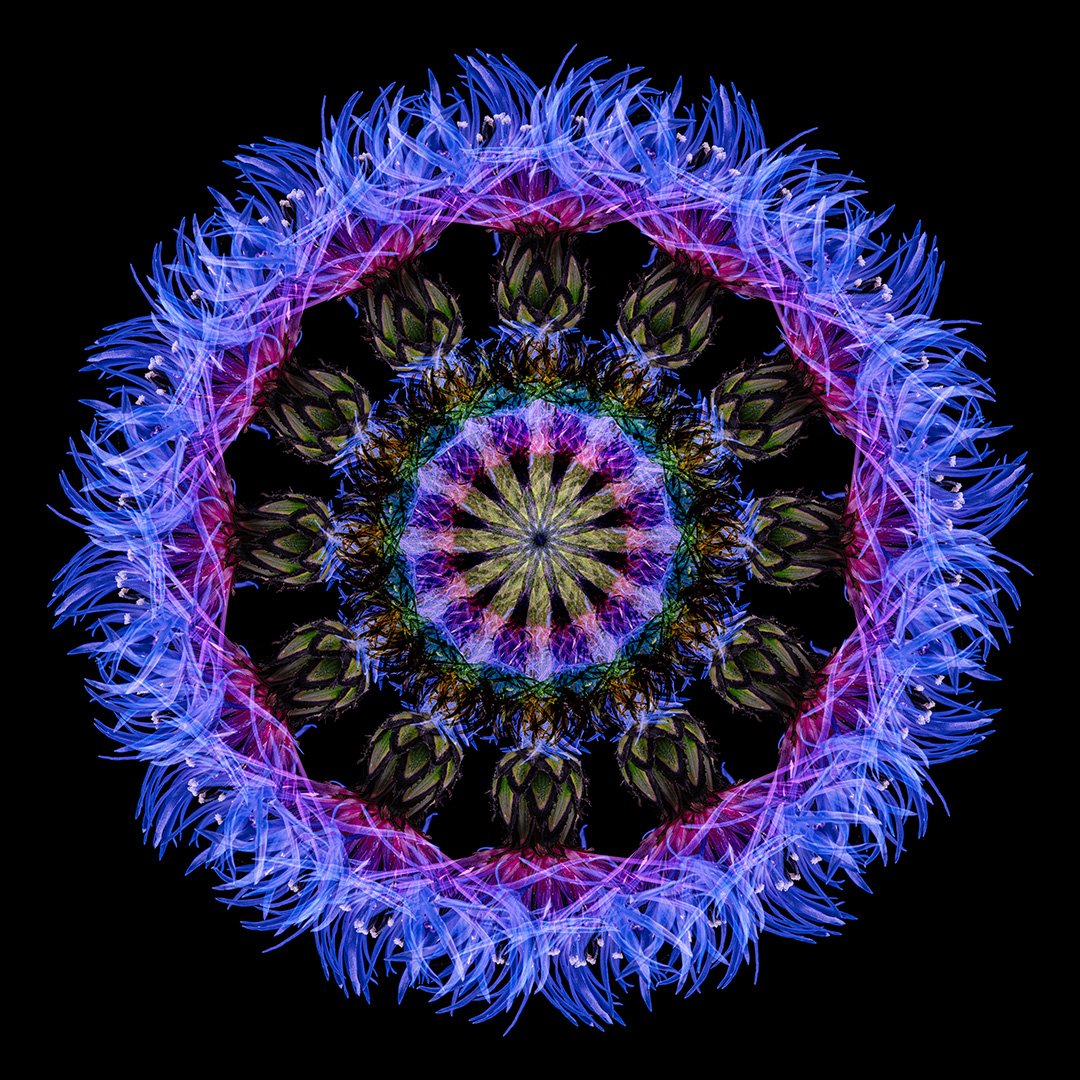 Bachelor Button Mandala (2024)
