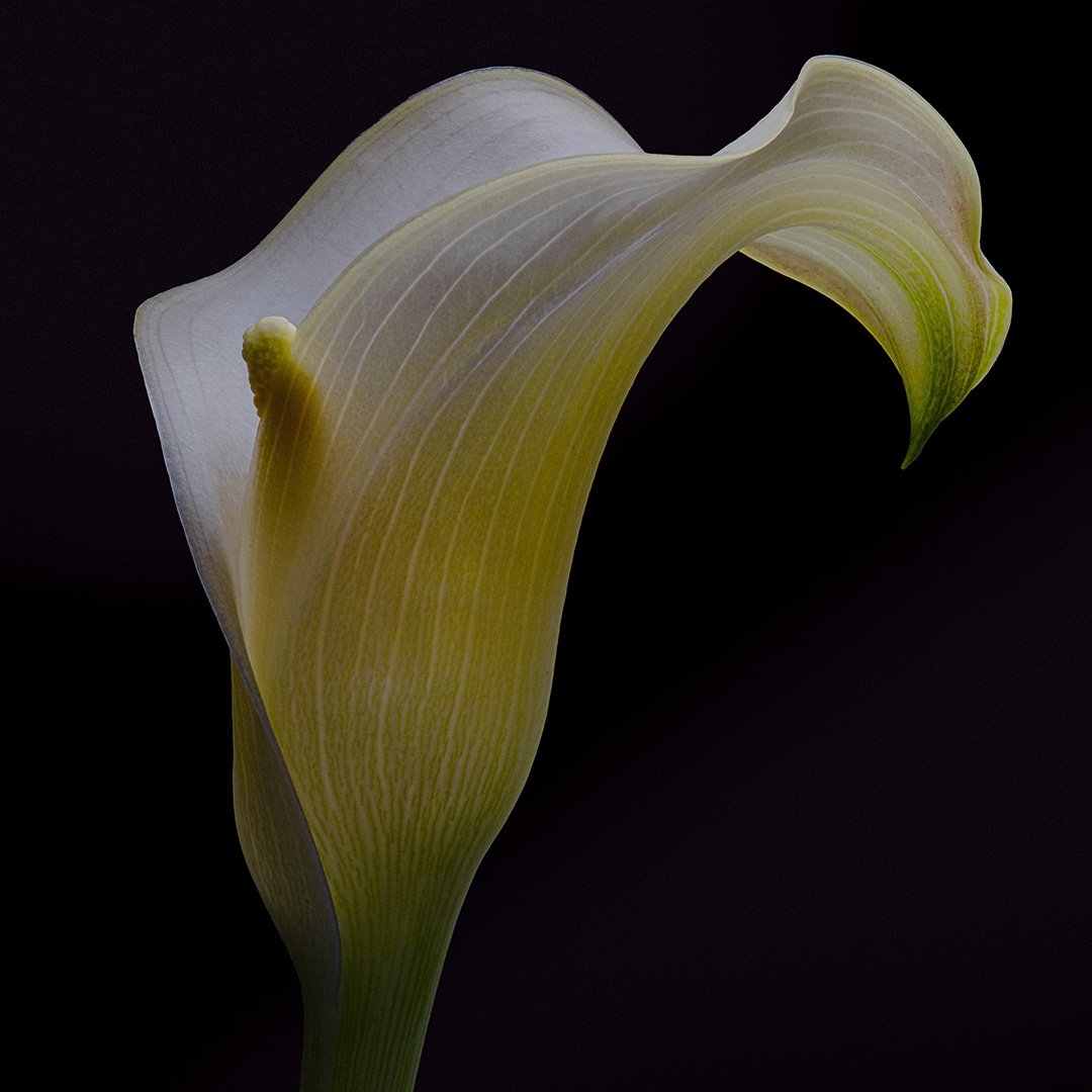 Calla Lily (2023)