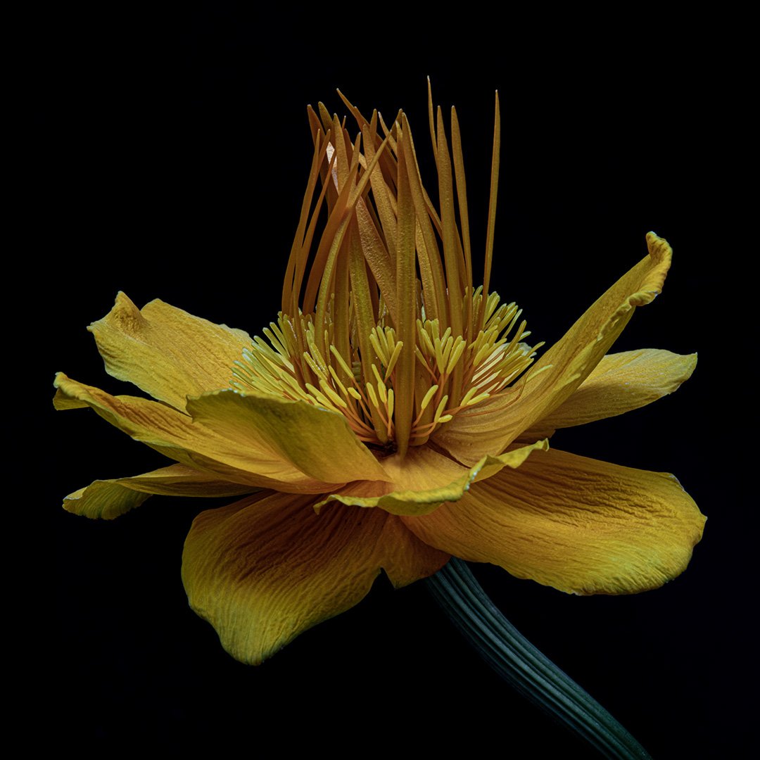 Golden Queen Globe Flower (2023)