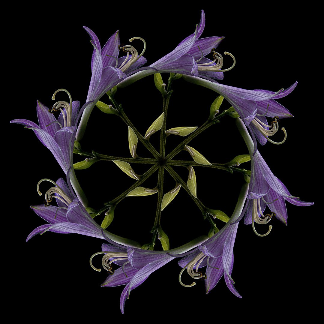 Hosta Mandala (2022)
