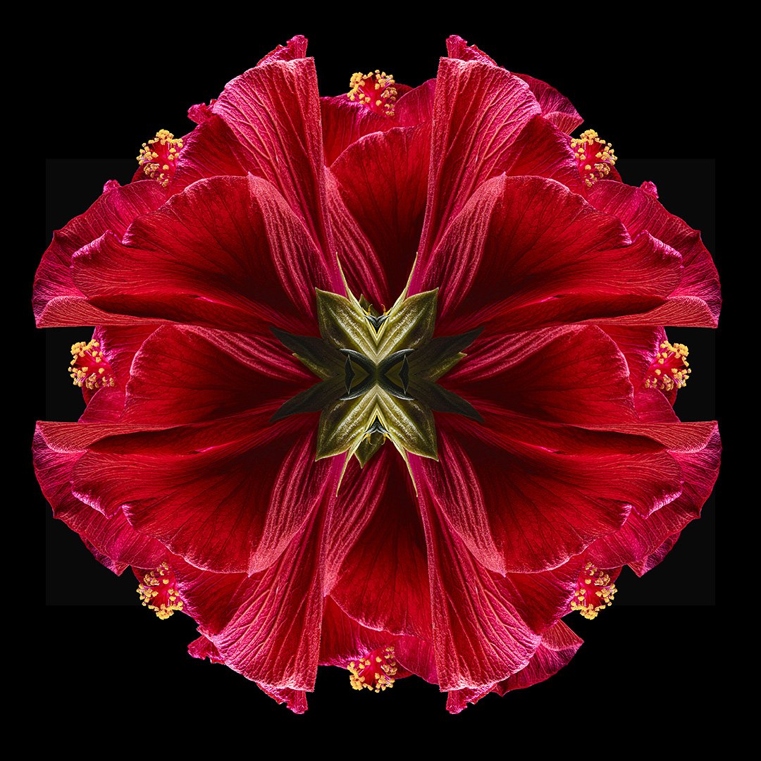 Hibiscus Mandala (2022)