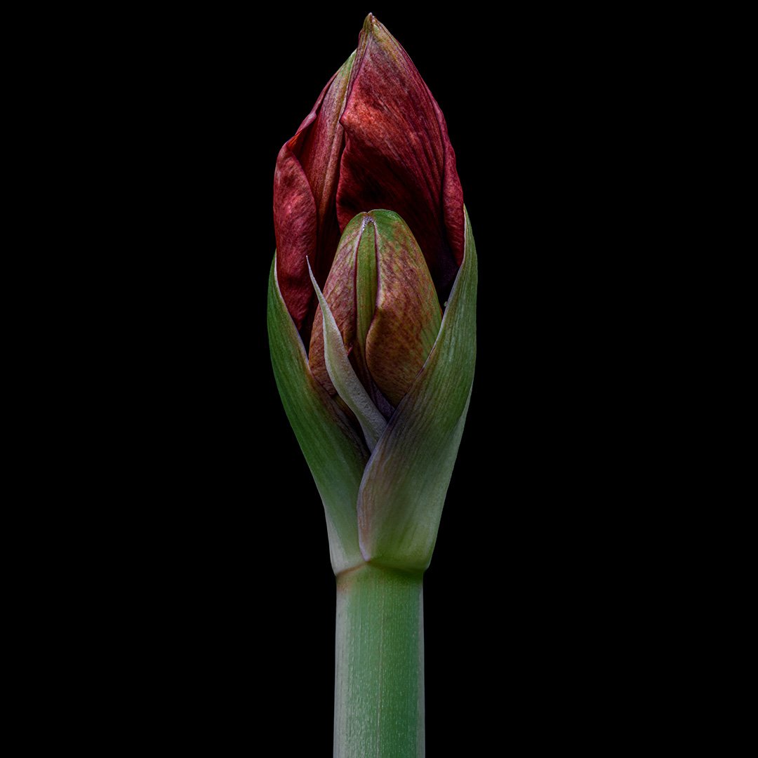 Amaryllis 2 (2024)