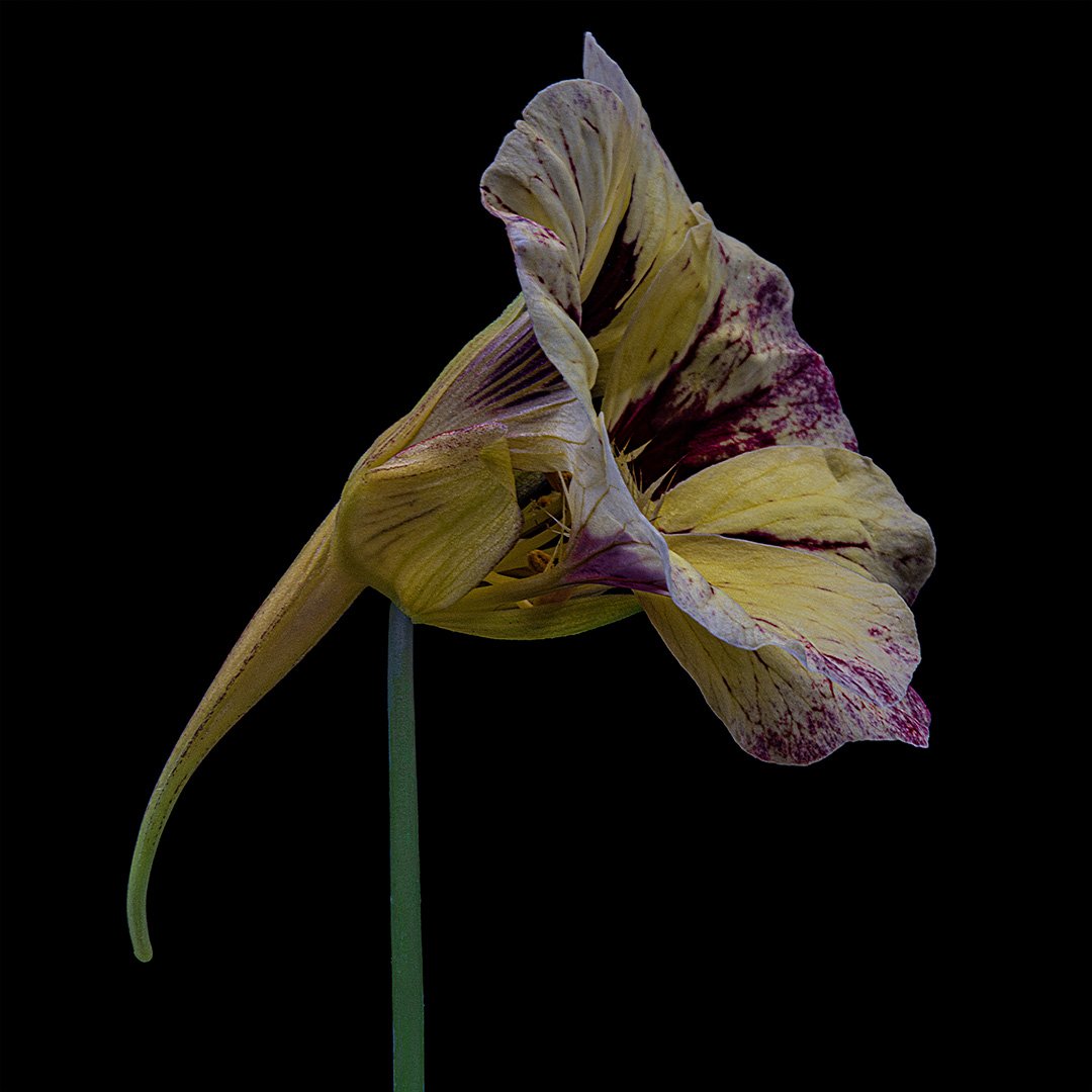 Nasturtium 2023