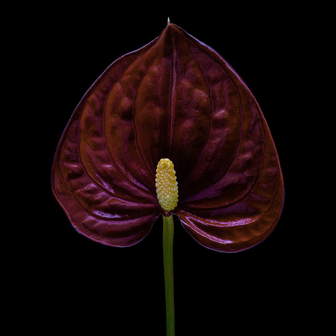 Anthurium (2023)