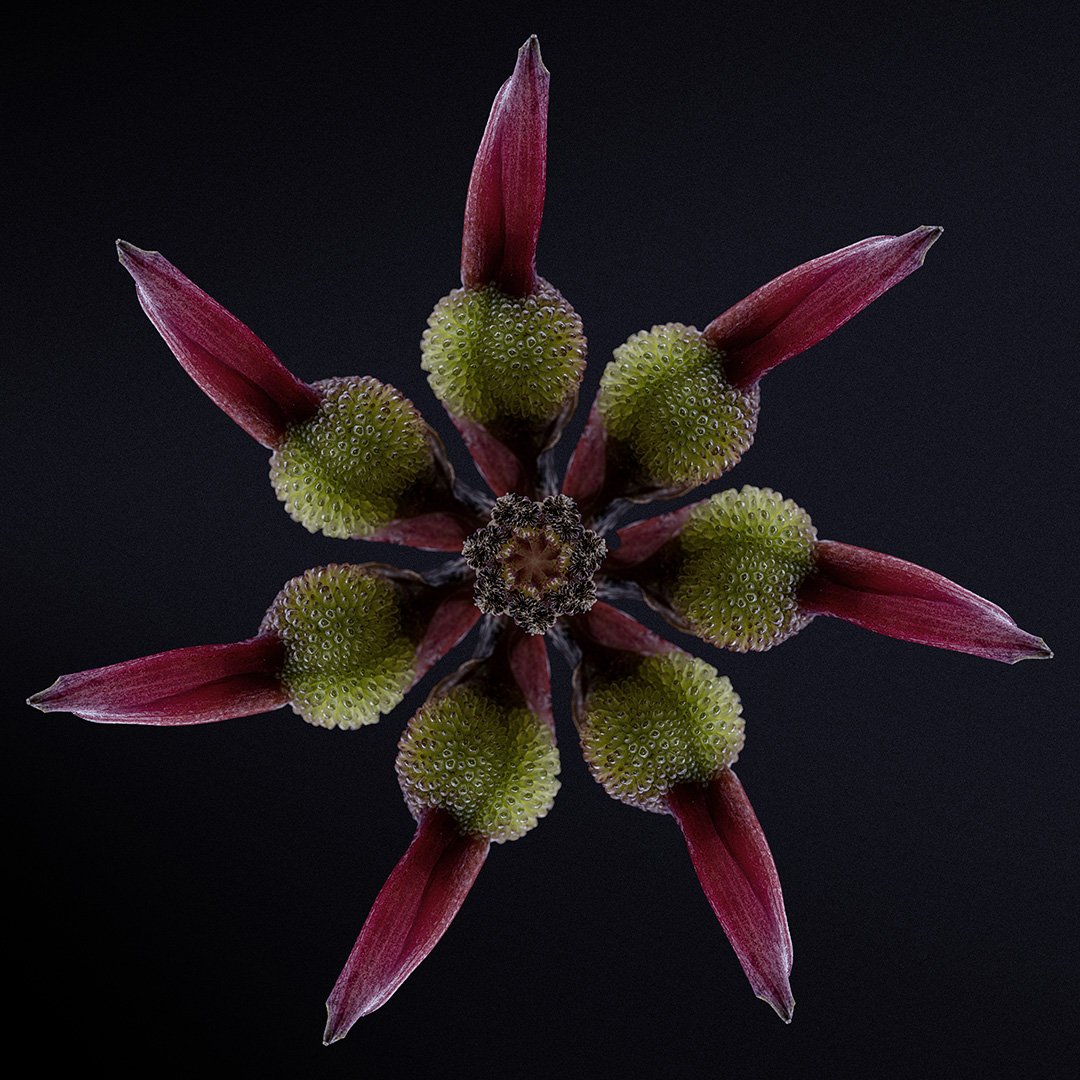 Canna Hip Mandala (2022)