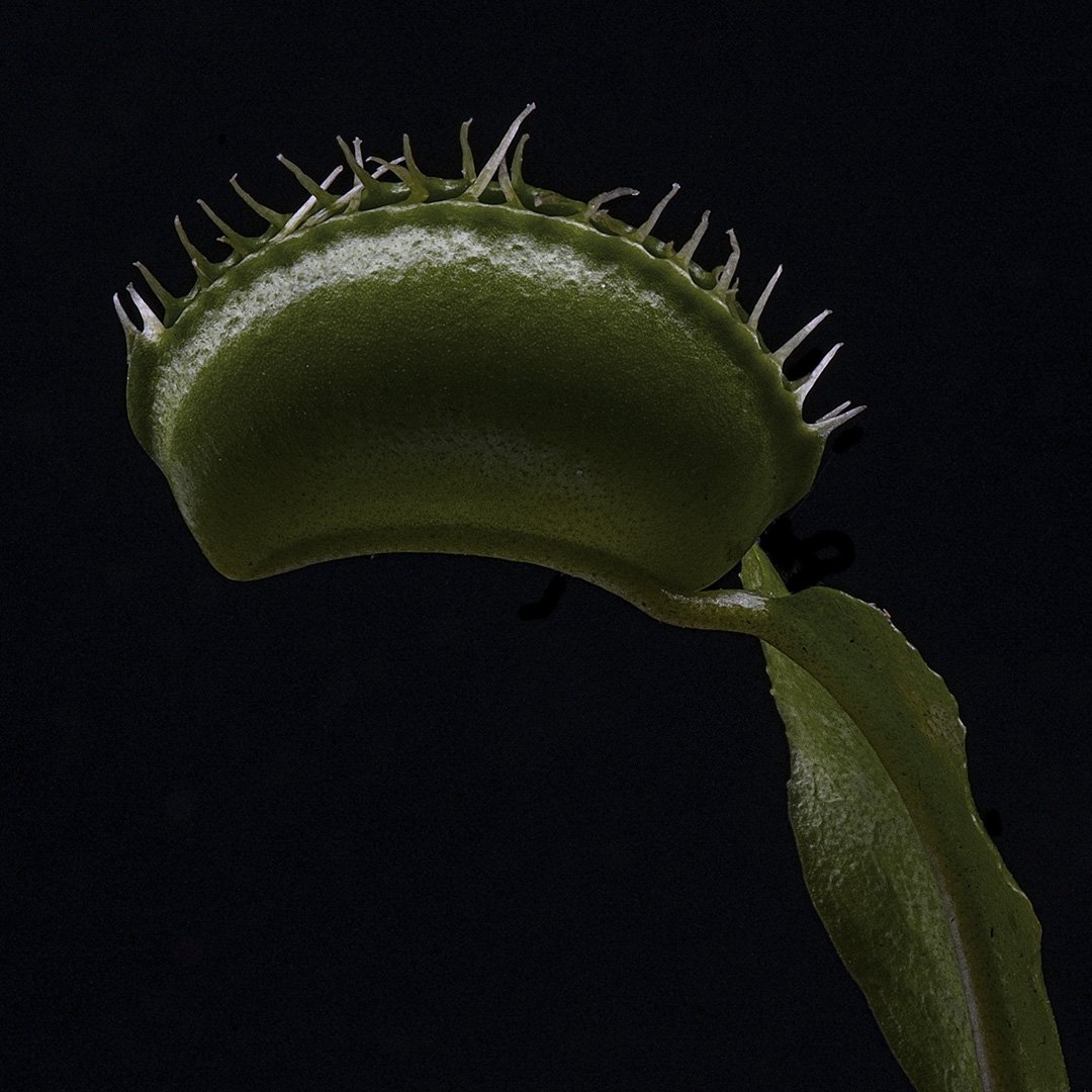 Venus Flytrap (2023)