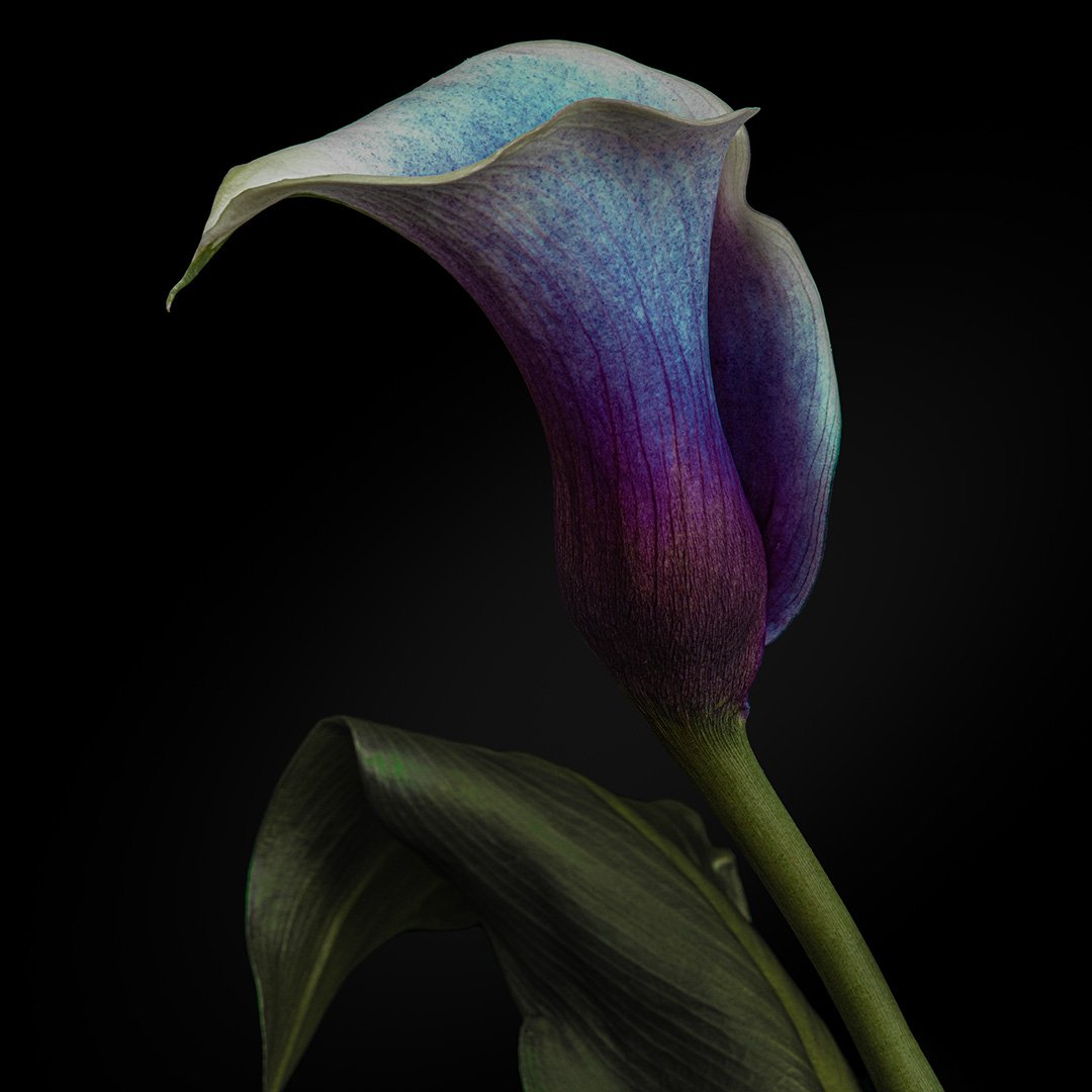 Purple Calla 1 (2024)