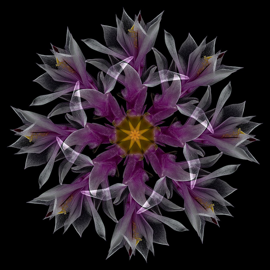 Thanksgiving Cactus Mandala (2023)