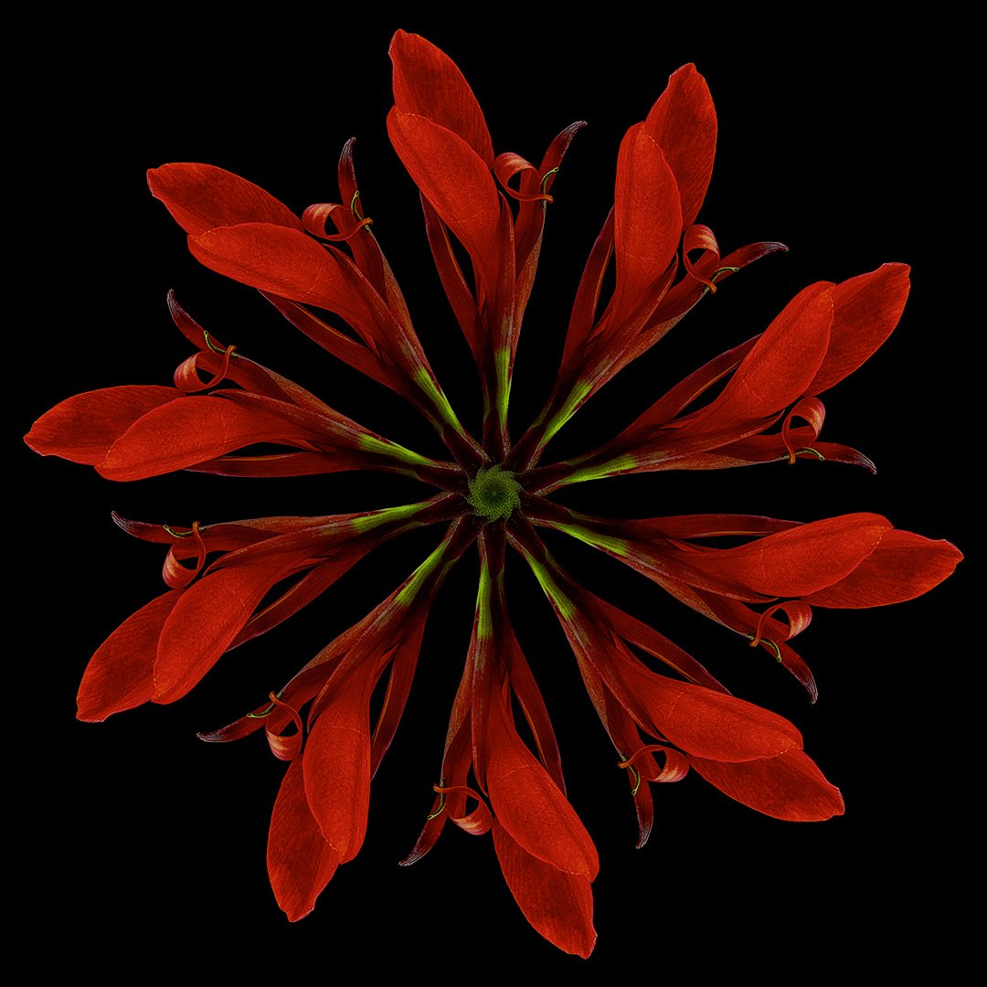 Canna Mandala (2022)