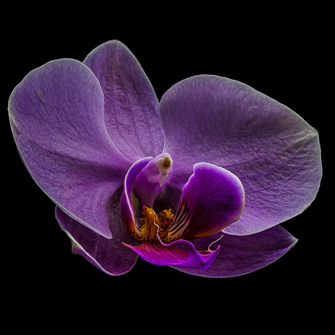 Orchid 2 (2024)