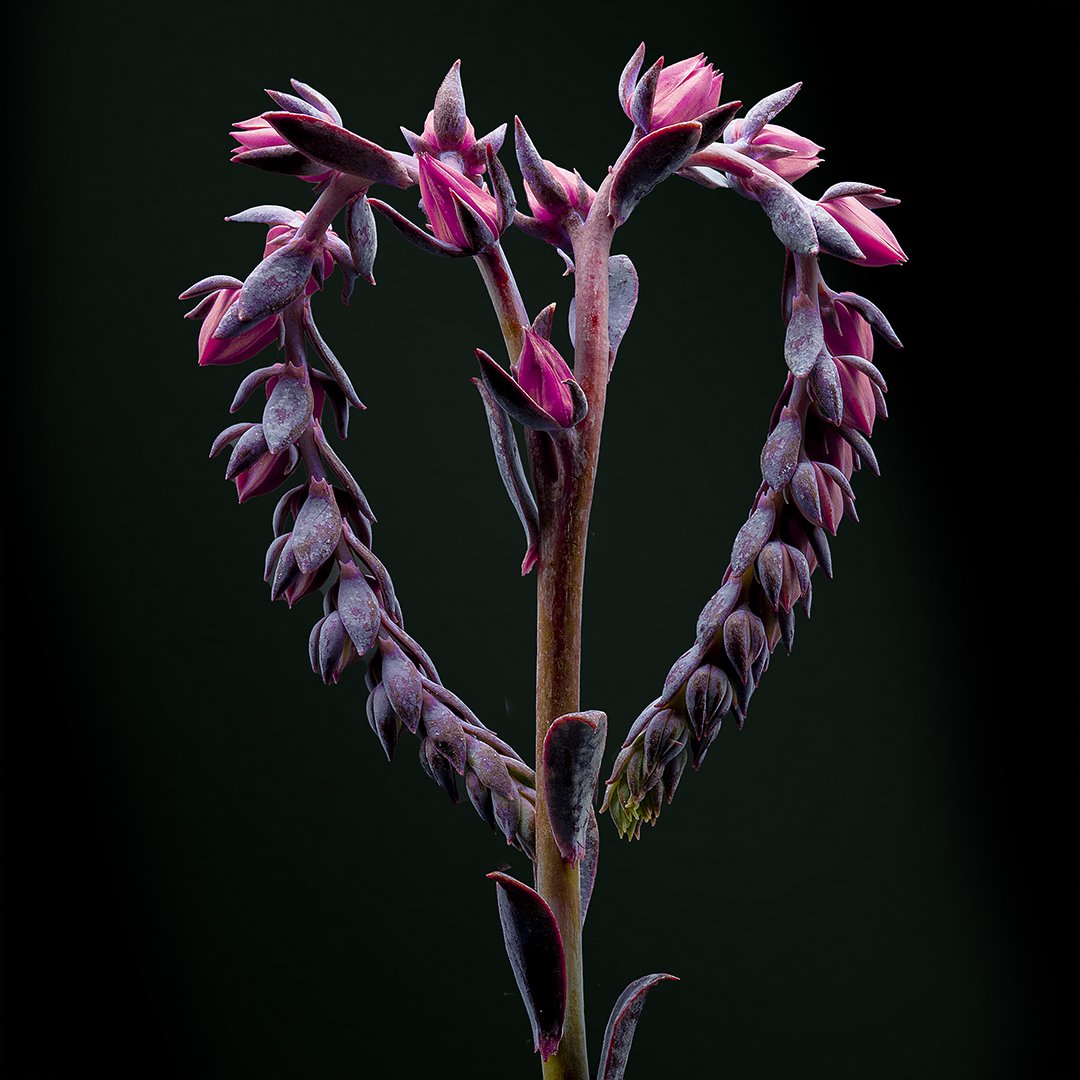Cactus Heart