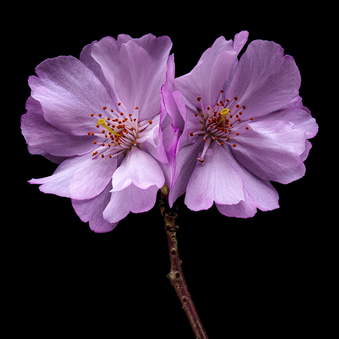 Cherry Blossom (2024)