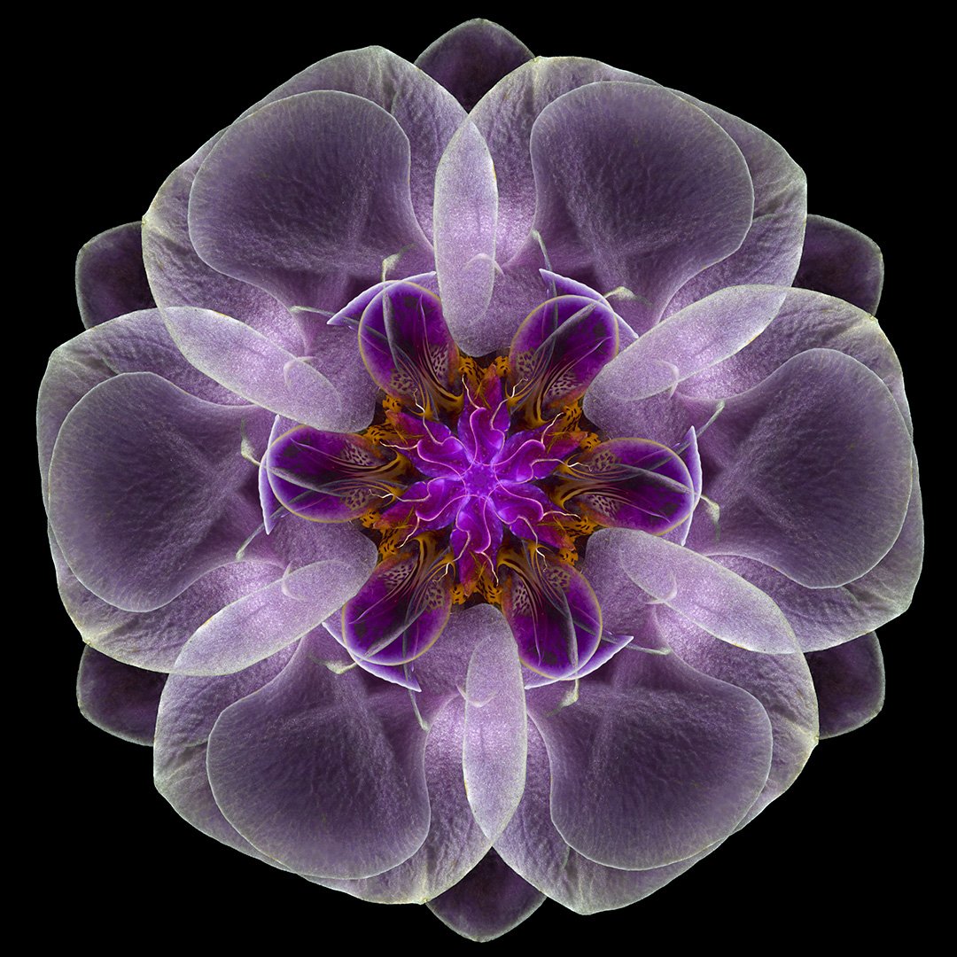 Orchid Mandala 1 (2022)
