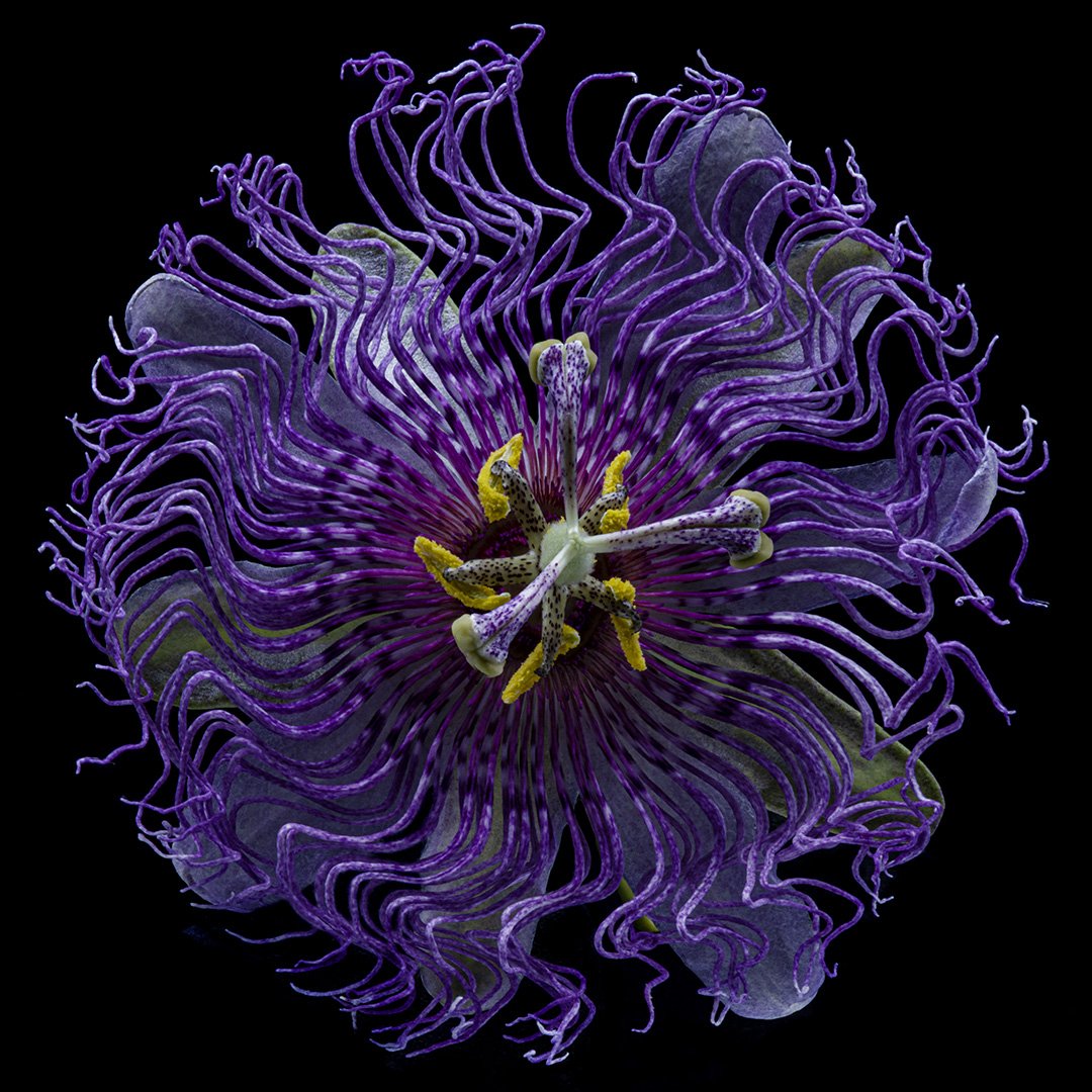 Passiflora (2023)