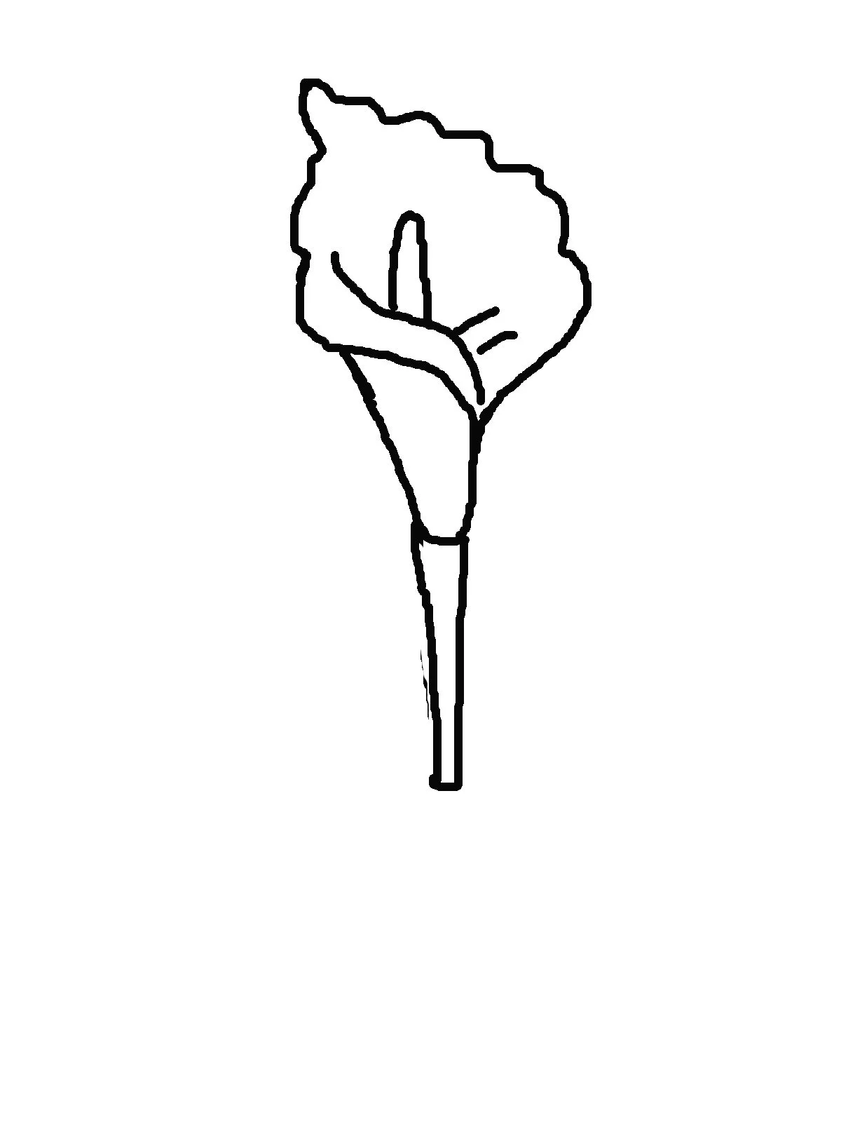 Kaf Lilly 2.jpg