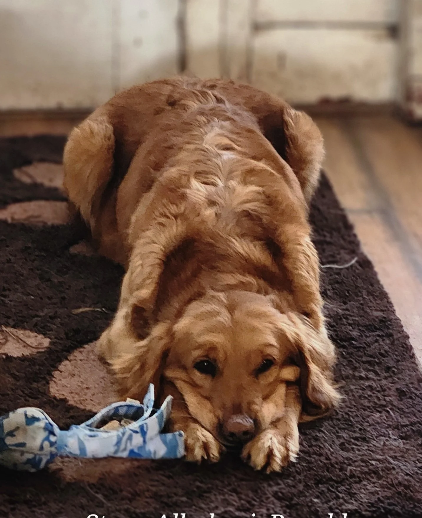 adorable dark golden retriever