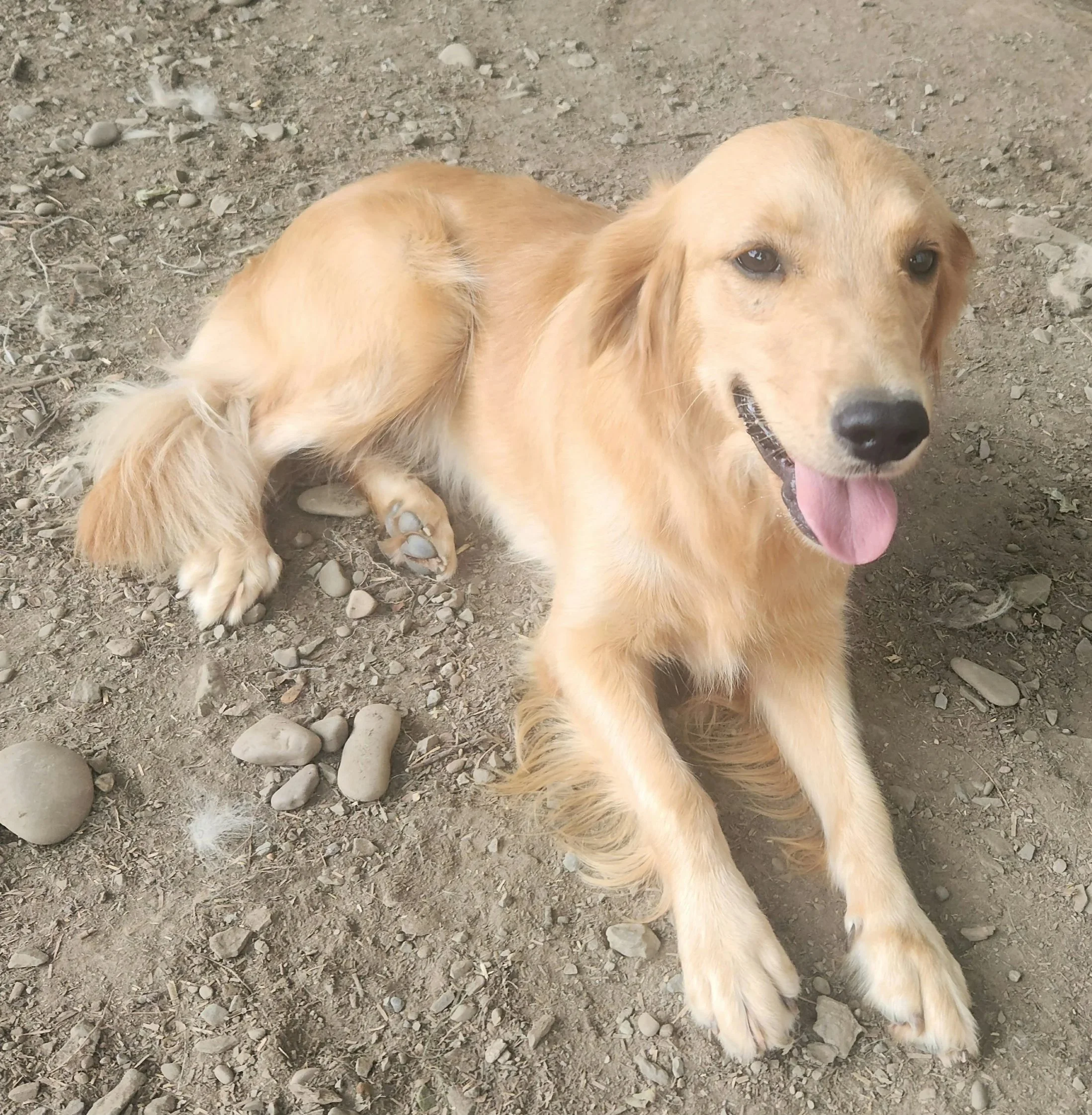 gorgeous golden retriever young puppy