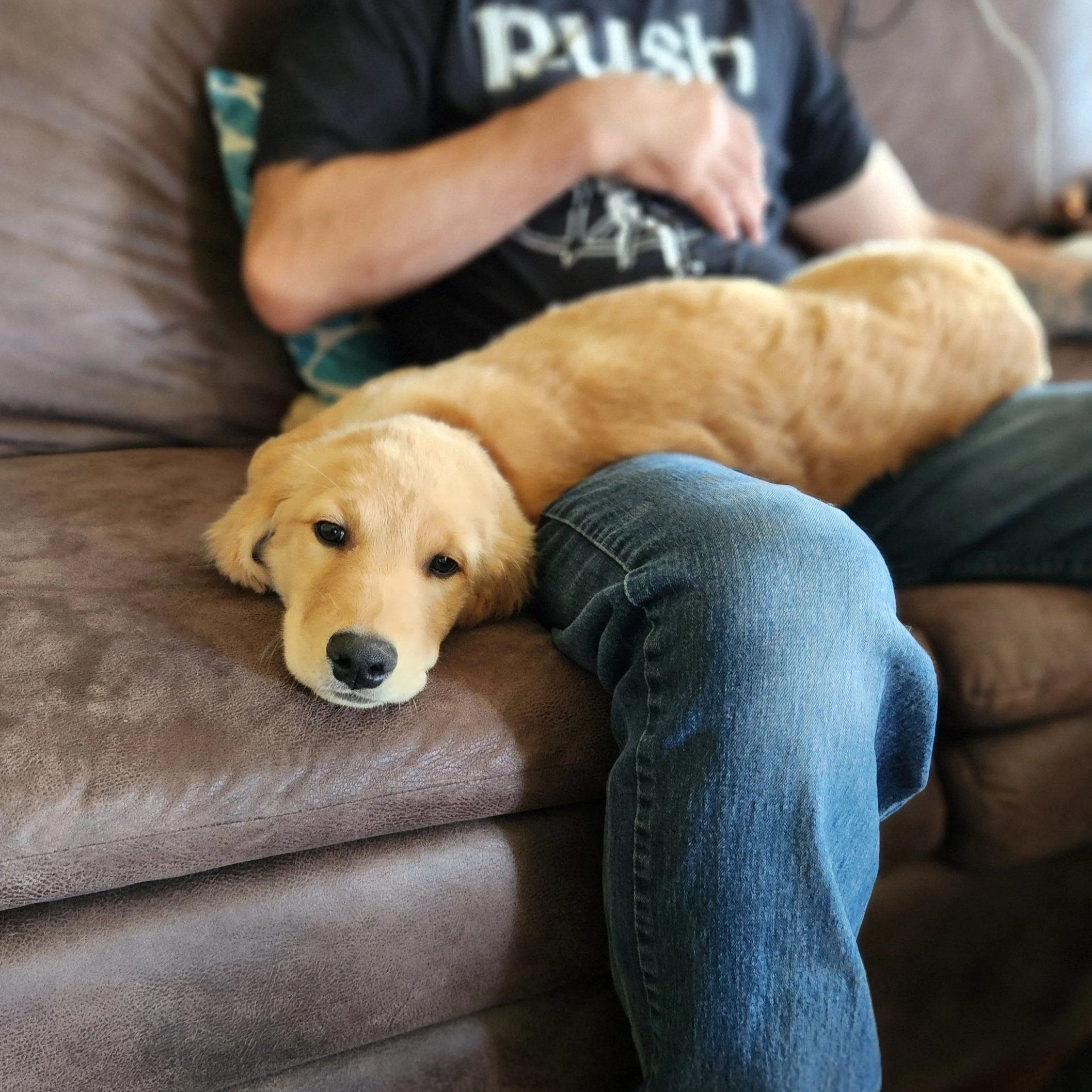 stacy's husband sitting with a golden retriever puppy