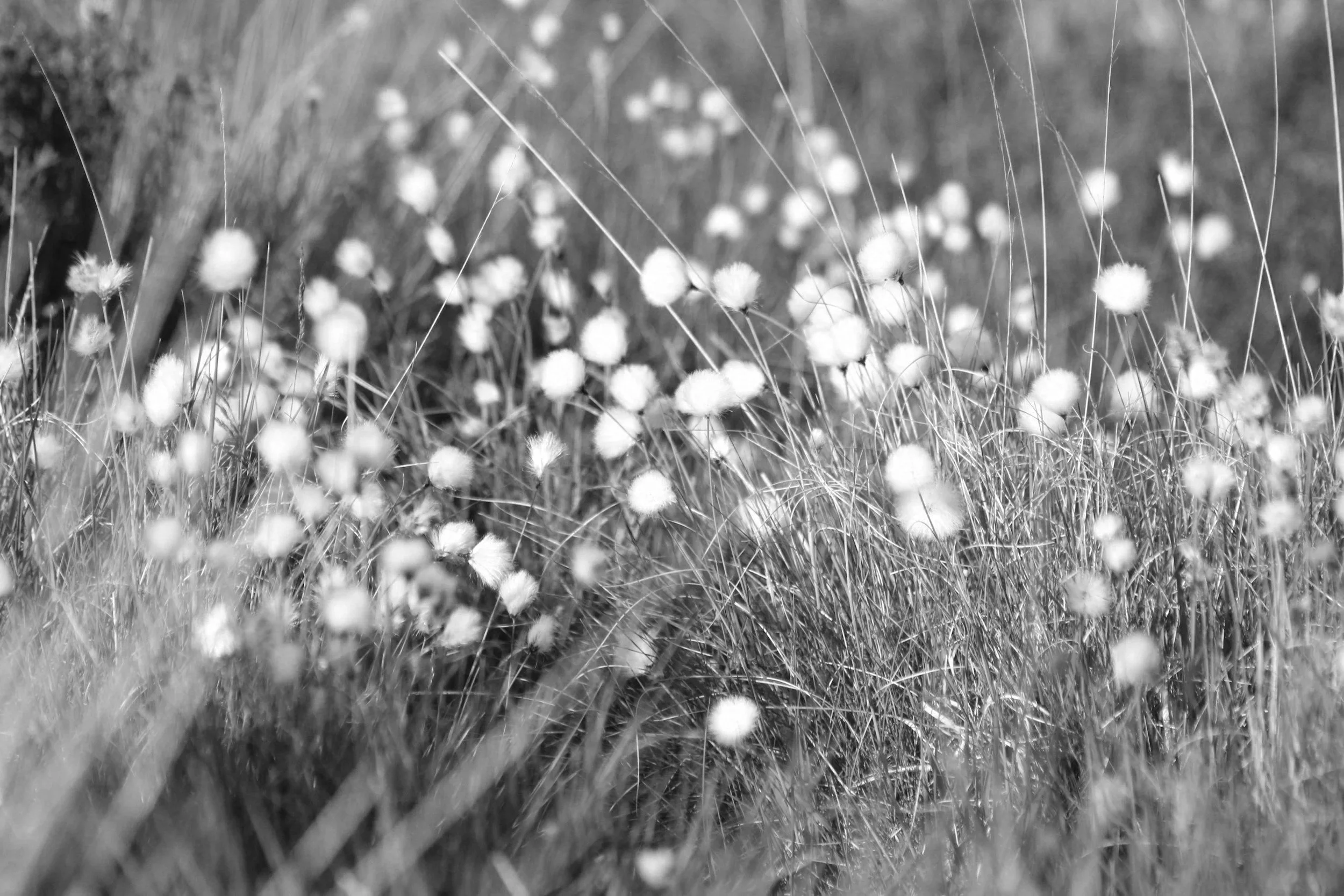 5 Easy DIY Essential Oil Projects You Can Make at Home