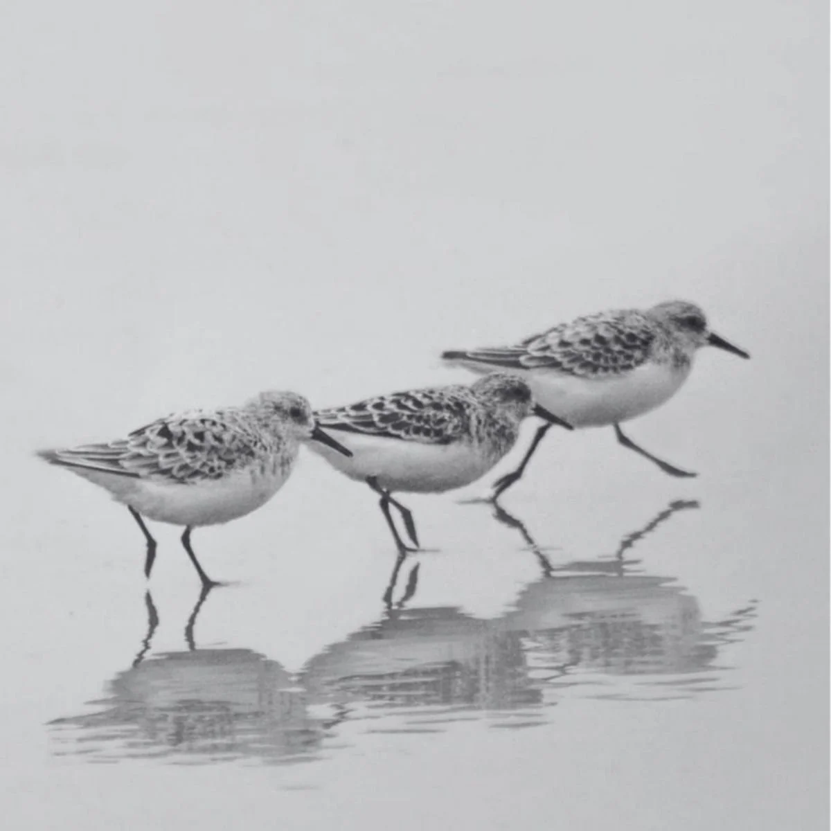 tofino shorebird festival  (3).jpg