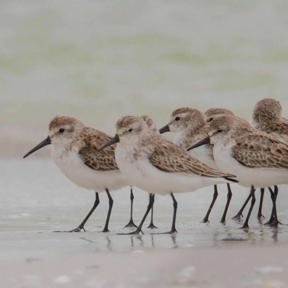 tofino shorebird festival  (2).jpg