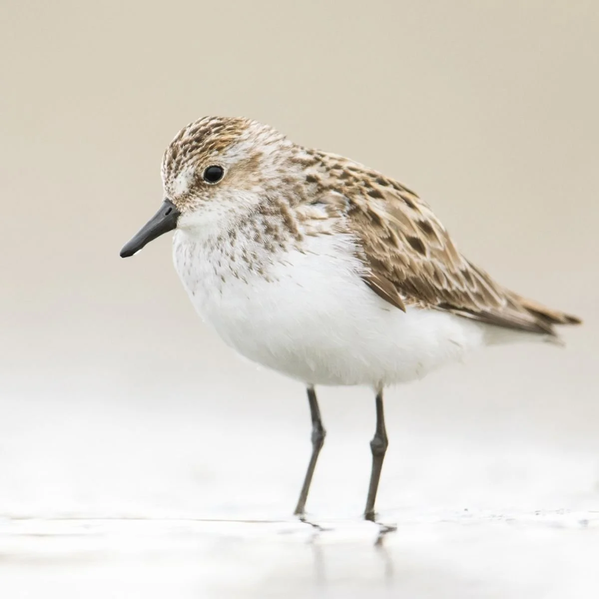 tofino shorebird festival  (1).jpg