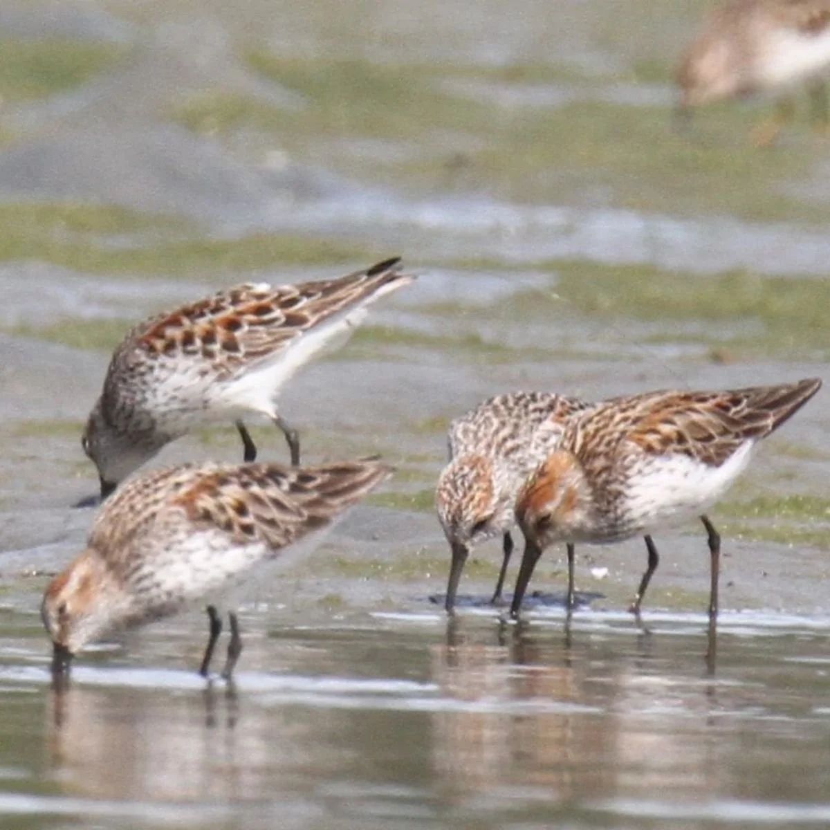 tofino shorebird festival .jpg