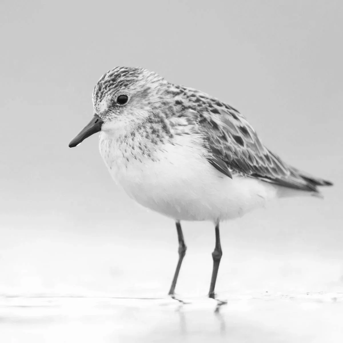 Every Spring, the Birds Come Back to the Inlet Outside Our Tent