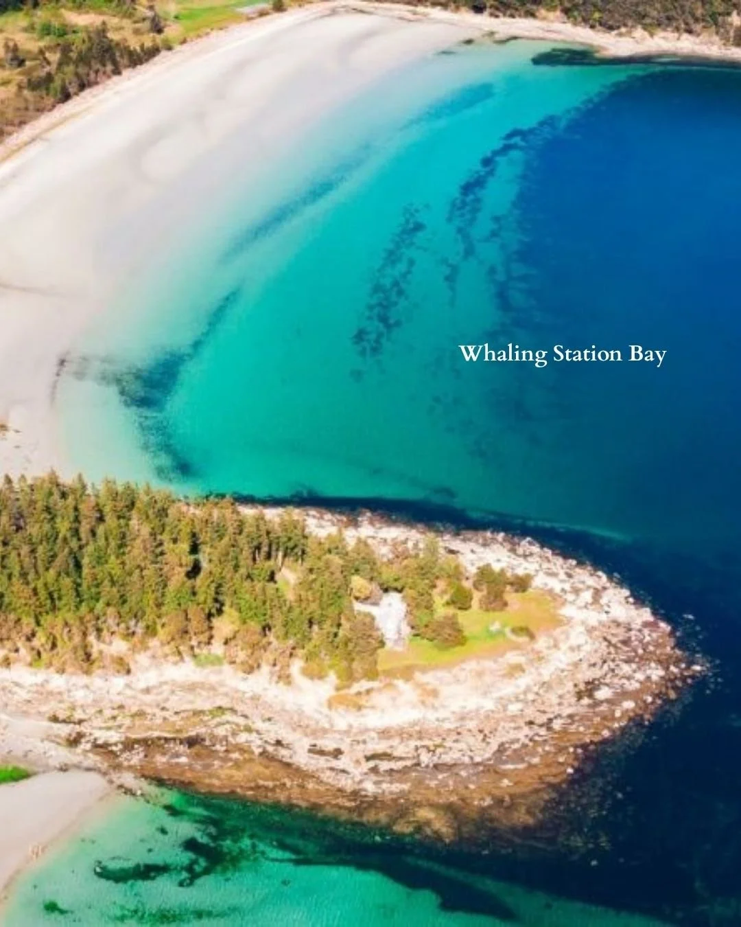 Whaling Station Bay.jpg