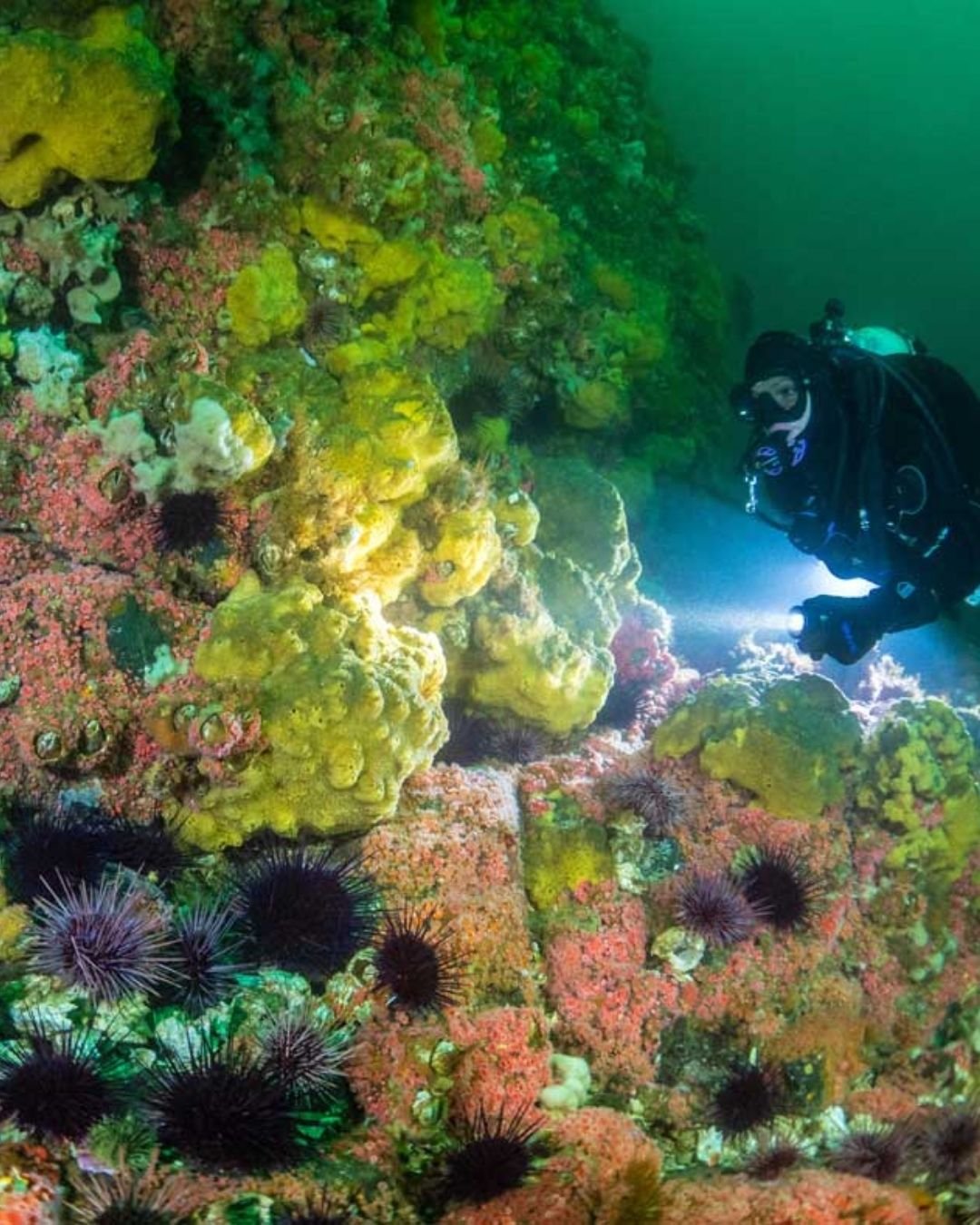 hornby island scuba diving .jpg