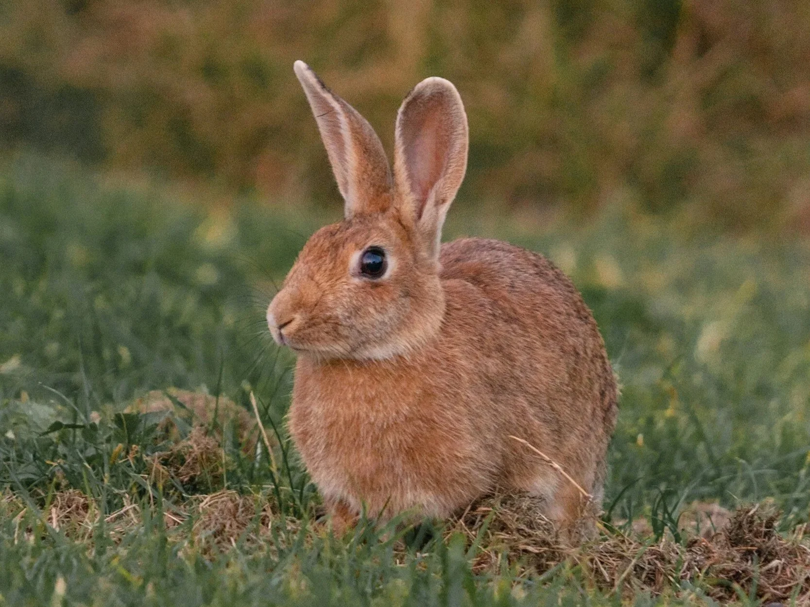 BEYOND BUNNIES &amp; PASTELS: The Real Story of Easter