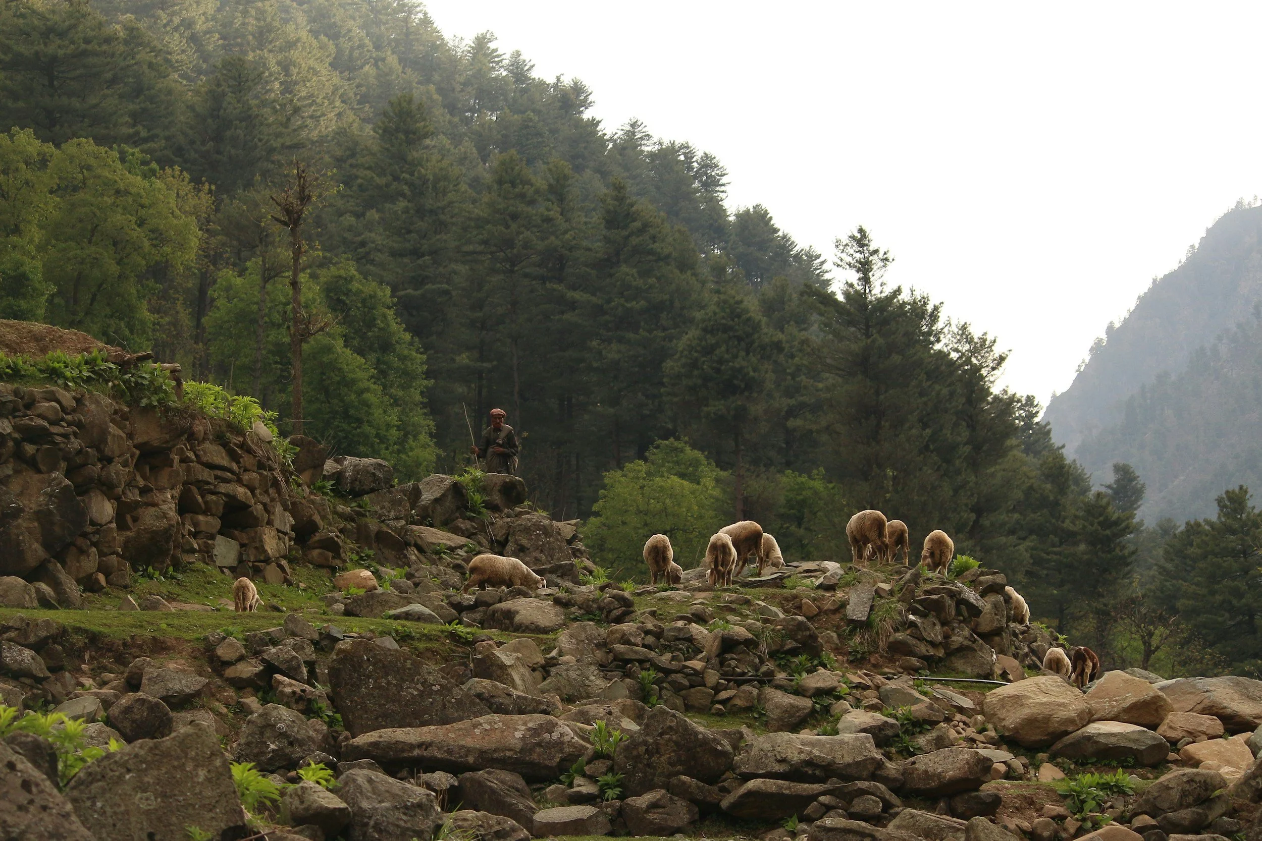 THE GOVERNMENT IS MY SHEPHERD