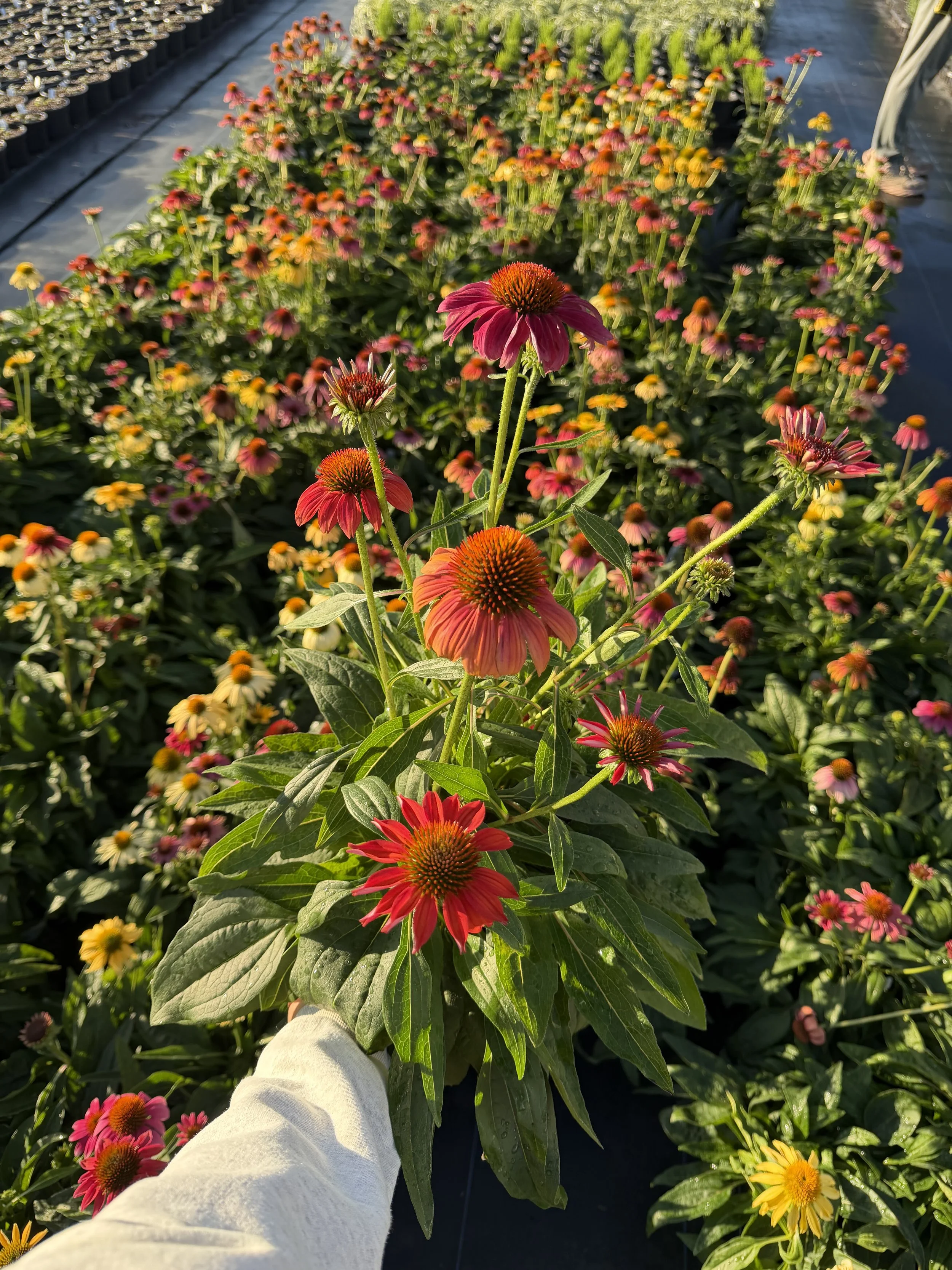 1galechinacea.jpeg
