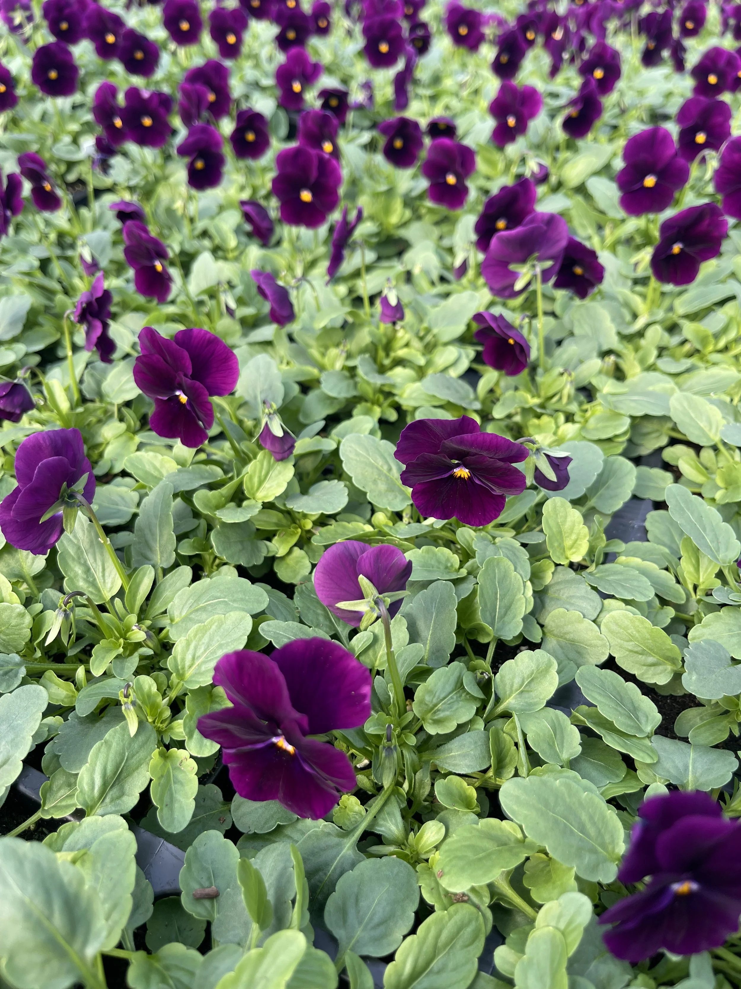 vioviolet.jpeg
