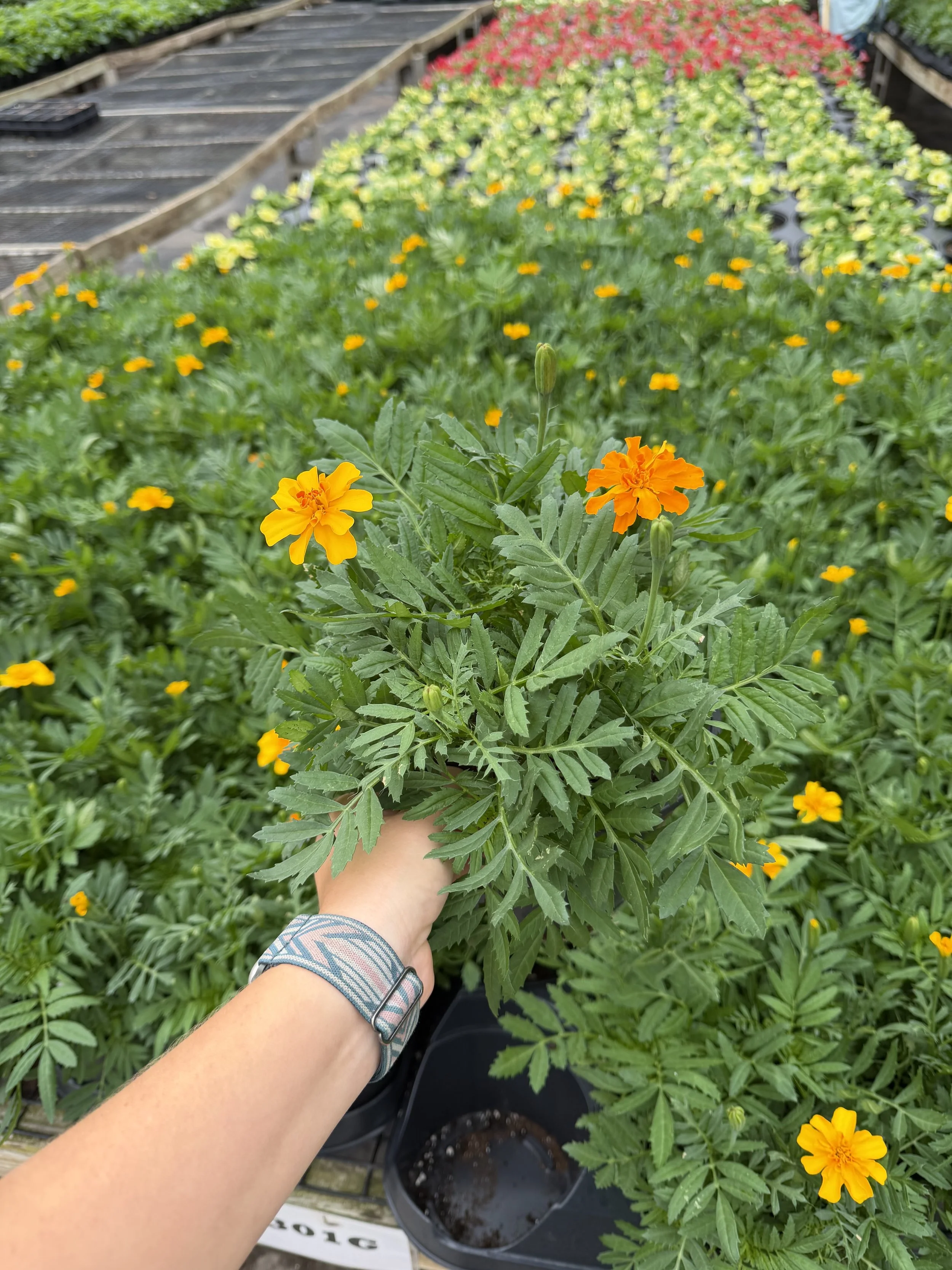 6.5marigoldsunsetgold.jpeg