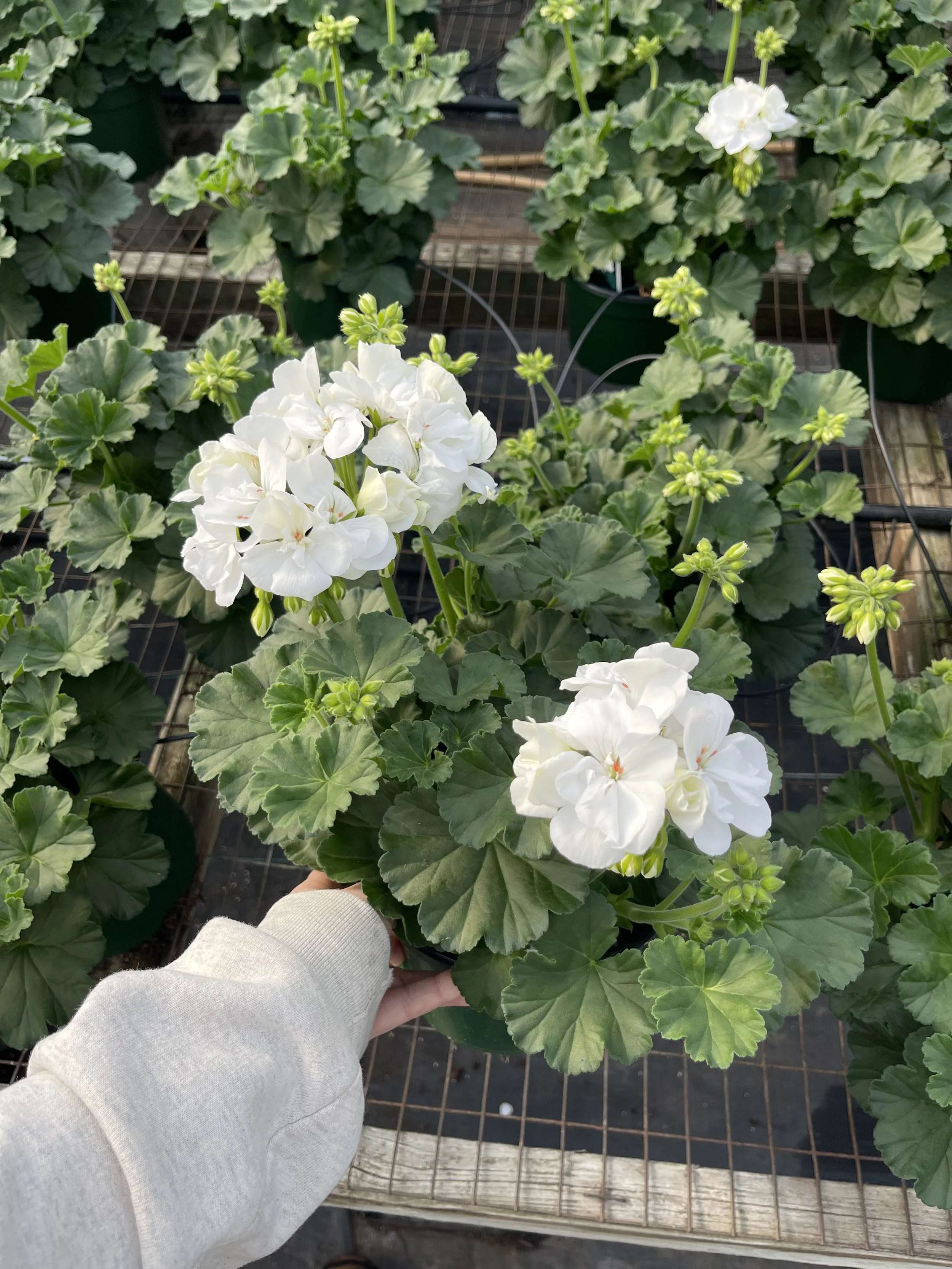 WhiteGeraniumIMG_0289.jpeg