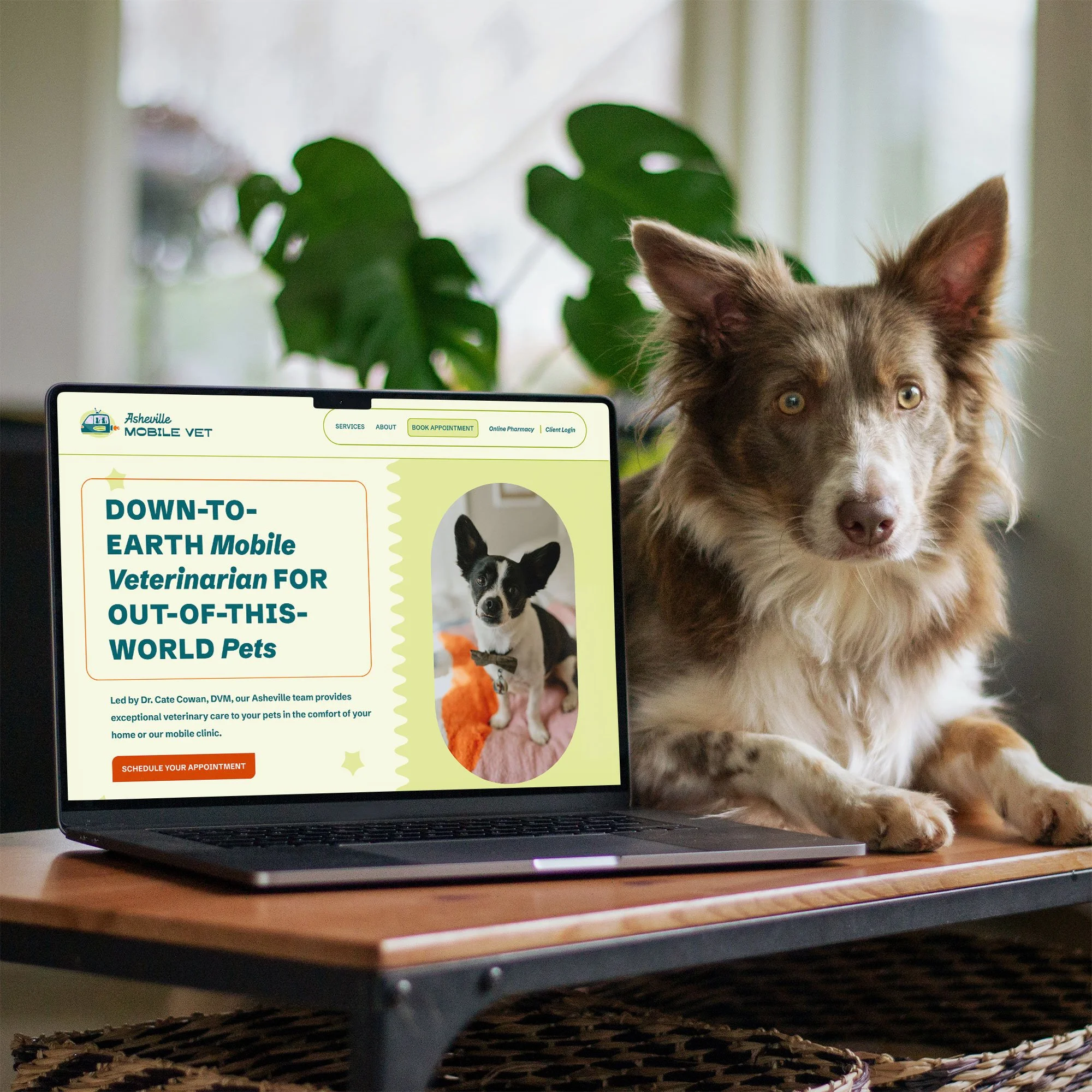 ASHEVILLE MOBILE VET • In-Home Veterinarian