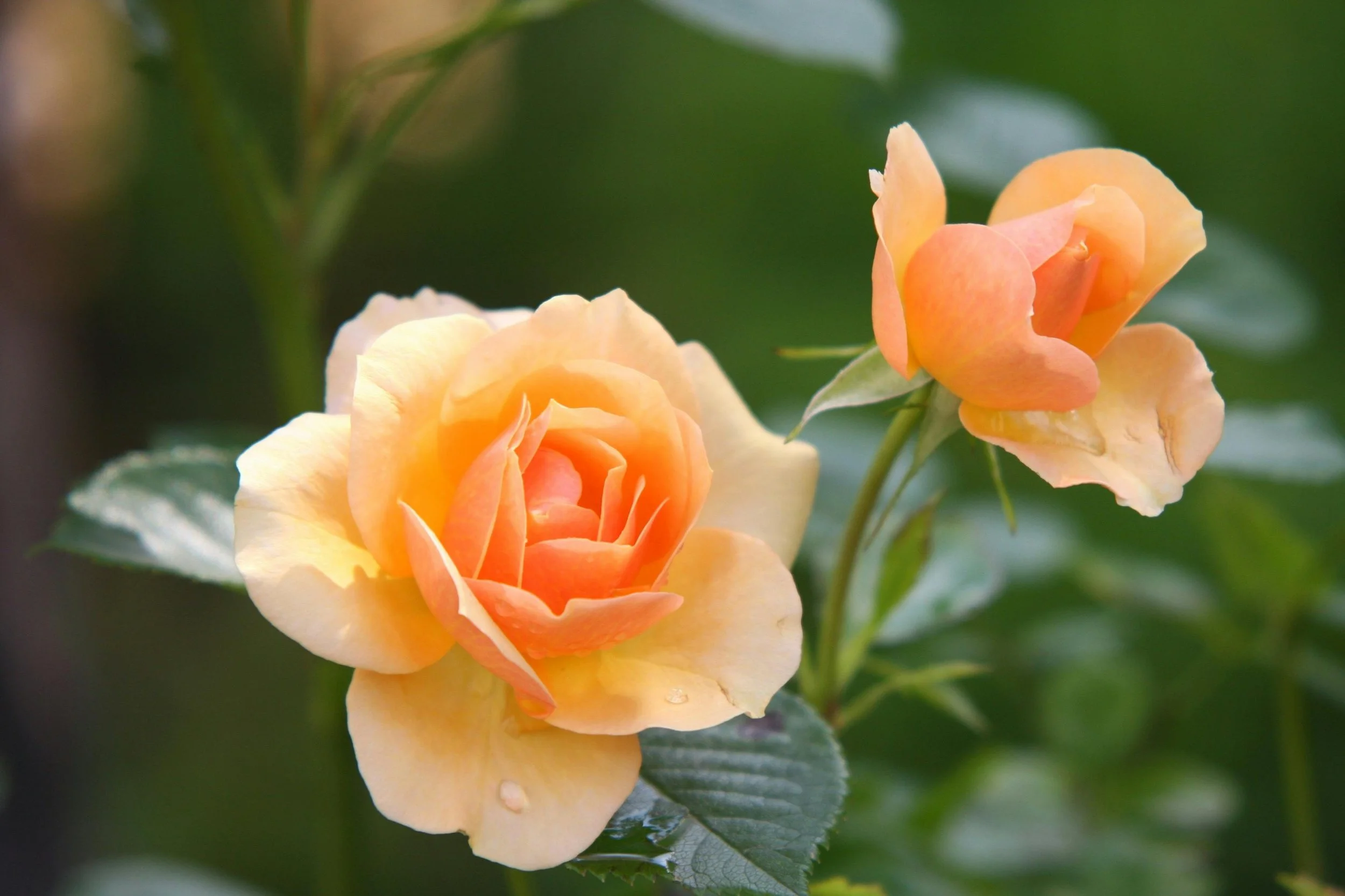 Close-up of two peach-colored roses blooming on a green leafy bush.